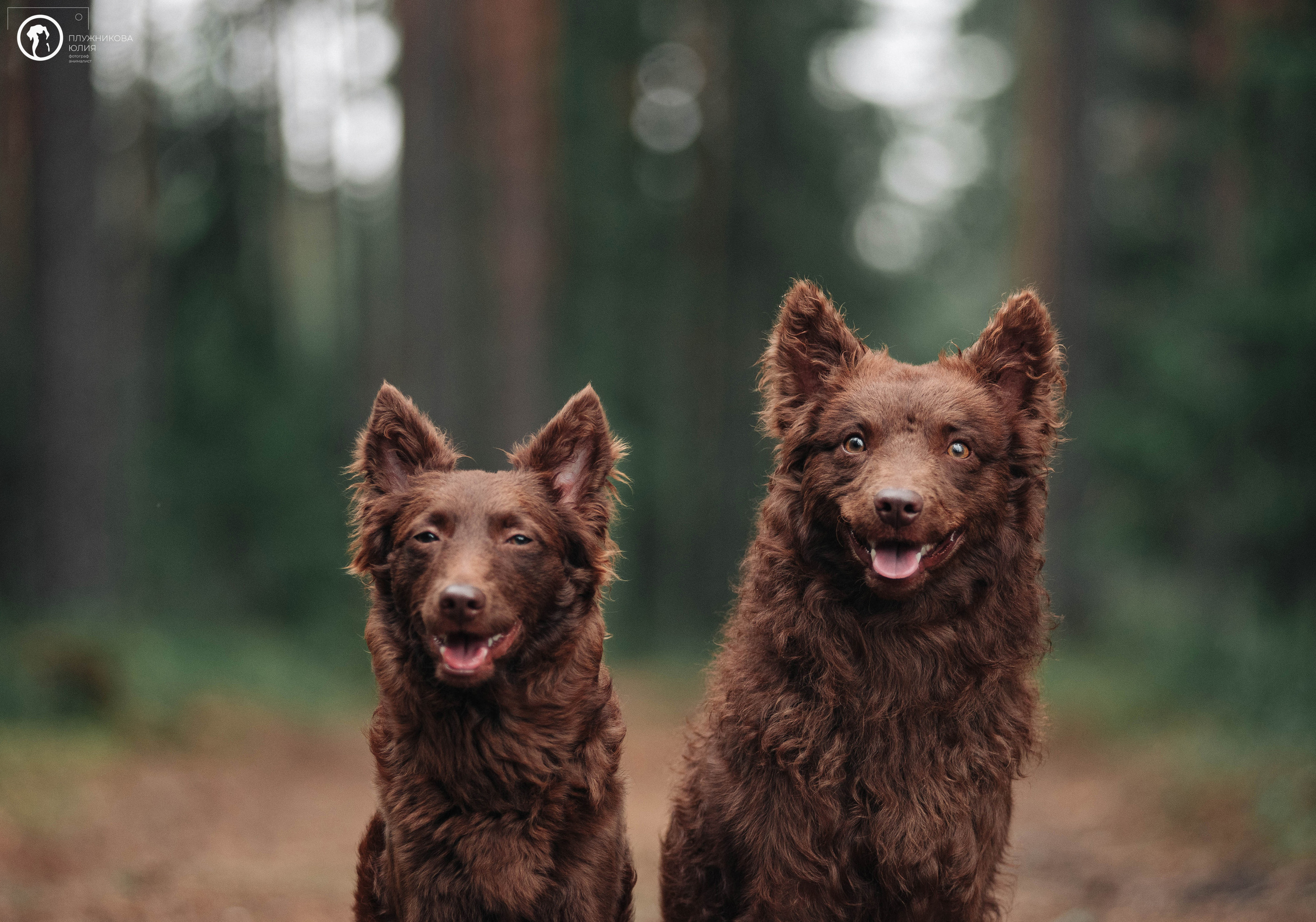 МУДИ — ВСТРЕЧА 2023. Фотограф — анималист Саратов/Москва|Плужникова Юлия