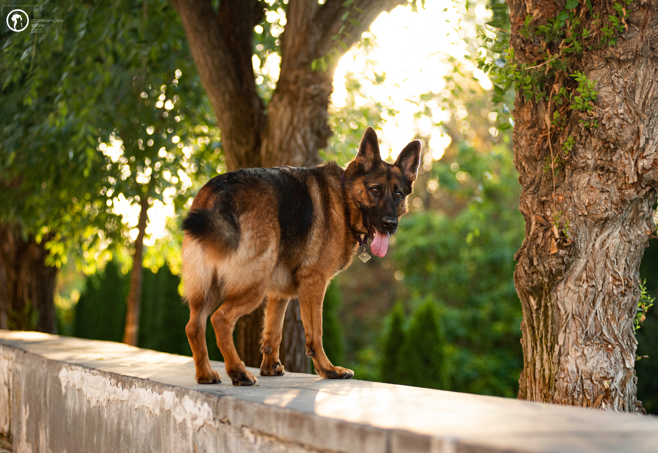 Лена и Ирма. Фотограф — анималист Саратов/Москва|Плужникова Юлия