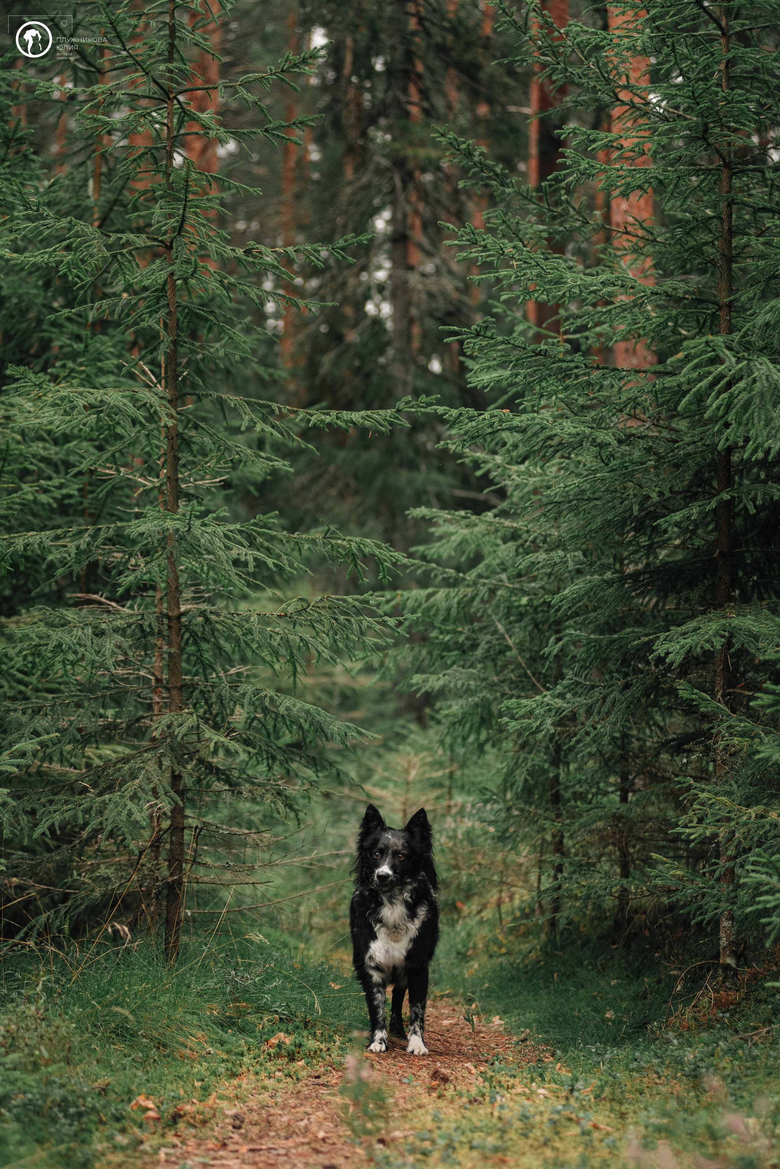 МУДИ — ВСТРЕЧА 2023. Фотограф — анималист Саратов/Москва|Плужникова Юлия
