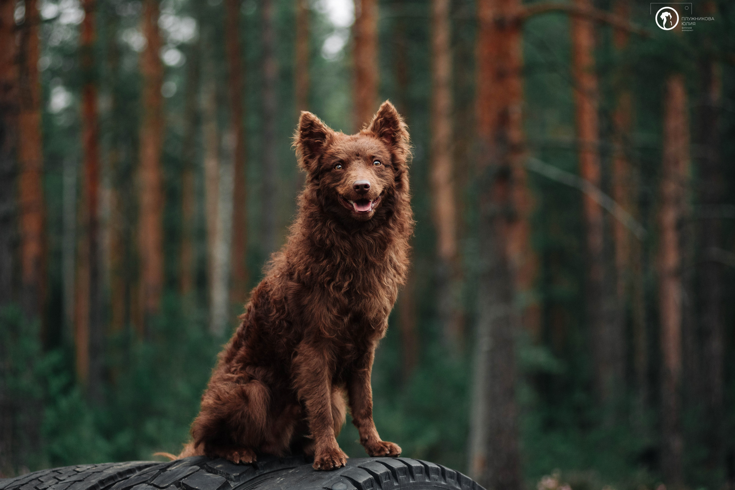 МУДИ — ВСТРЕЧА 2023. Фотограф — анималист Саратов/Москва|Плужникова Юлия