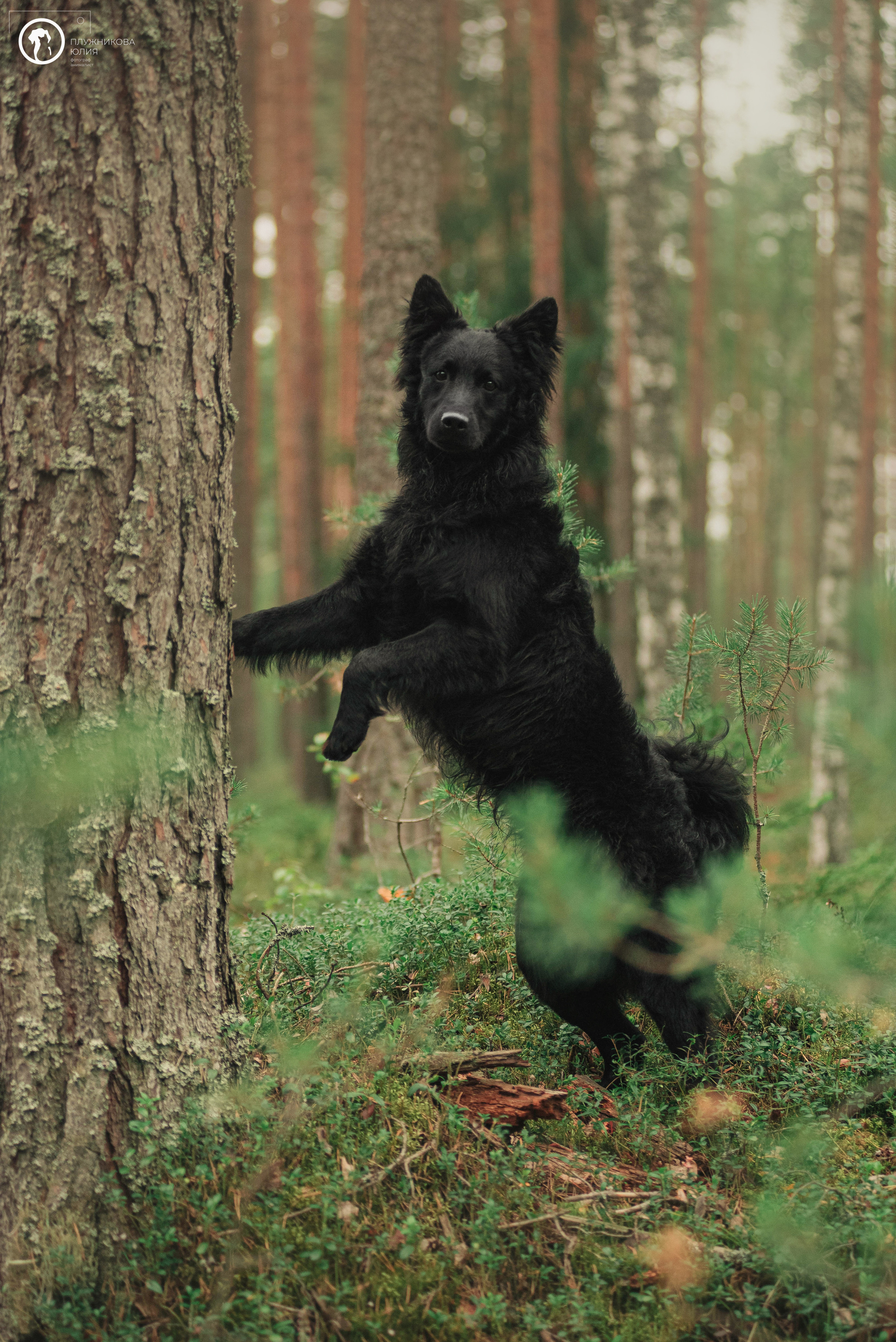 МУДИ — ВСТРЕЧА 2023. Фотограф — анималист Саратов/Москва|Плужникова Юлия