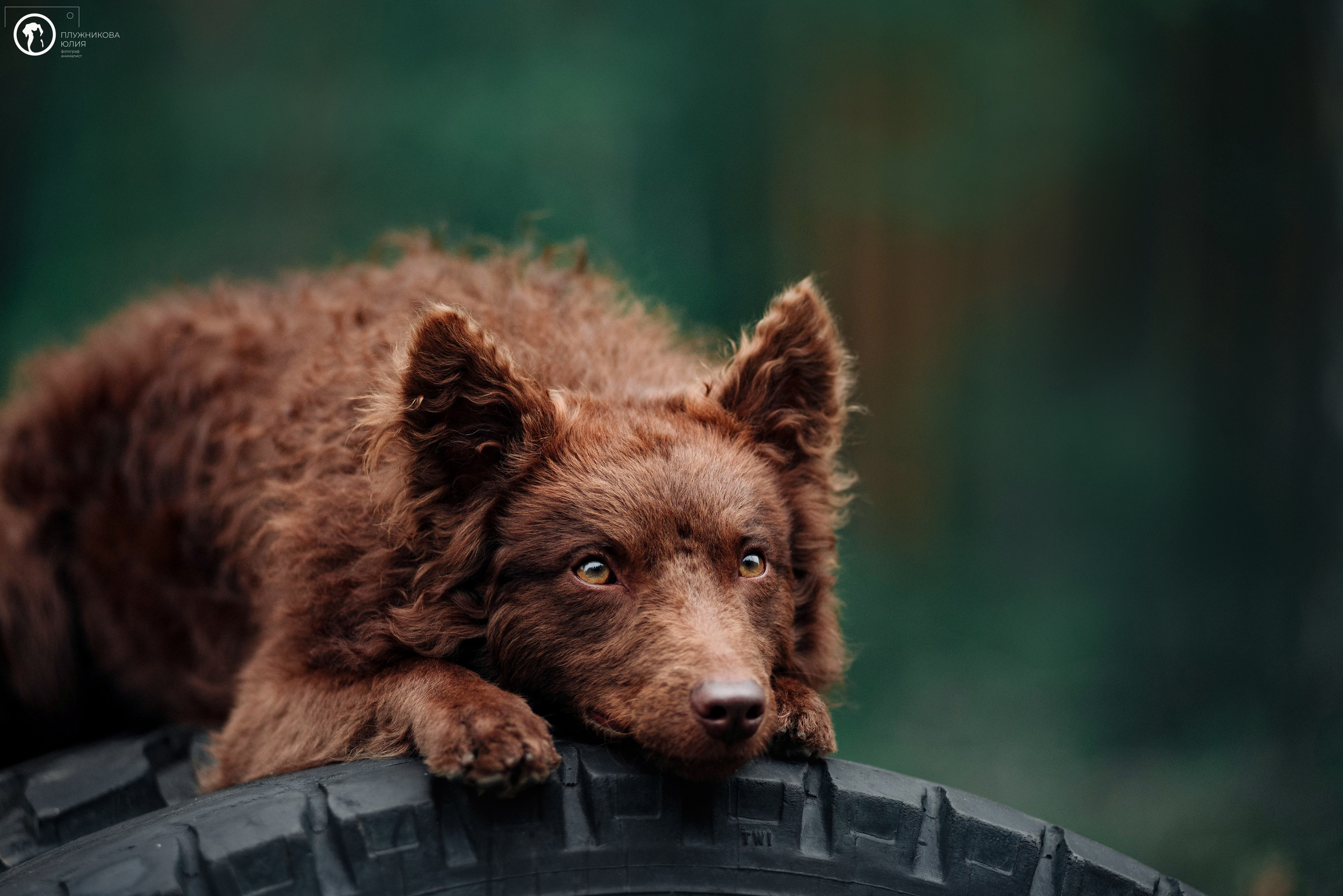 МУДИ — ВСТРЕЧА 2023. Фотограф — анималист Саратов/Москва|Плужникова Юлия