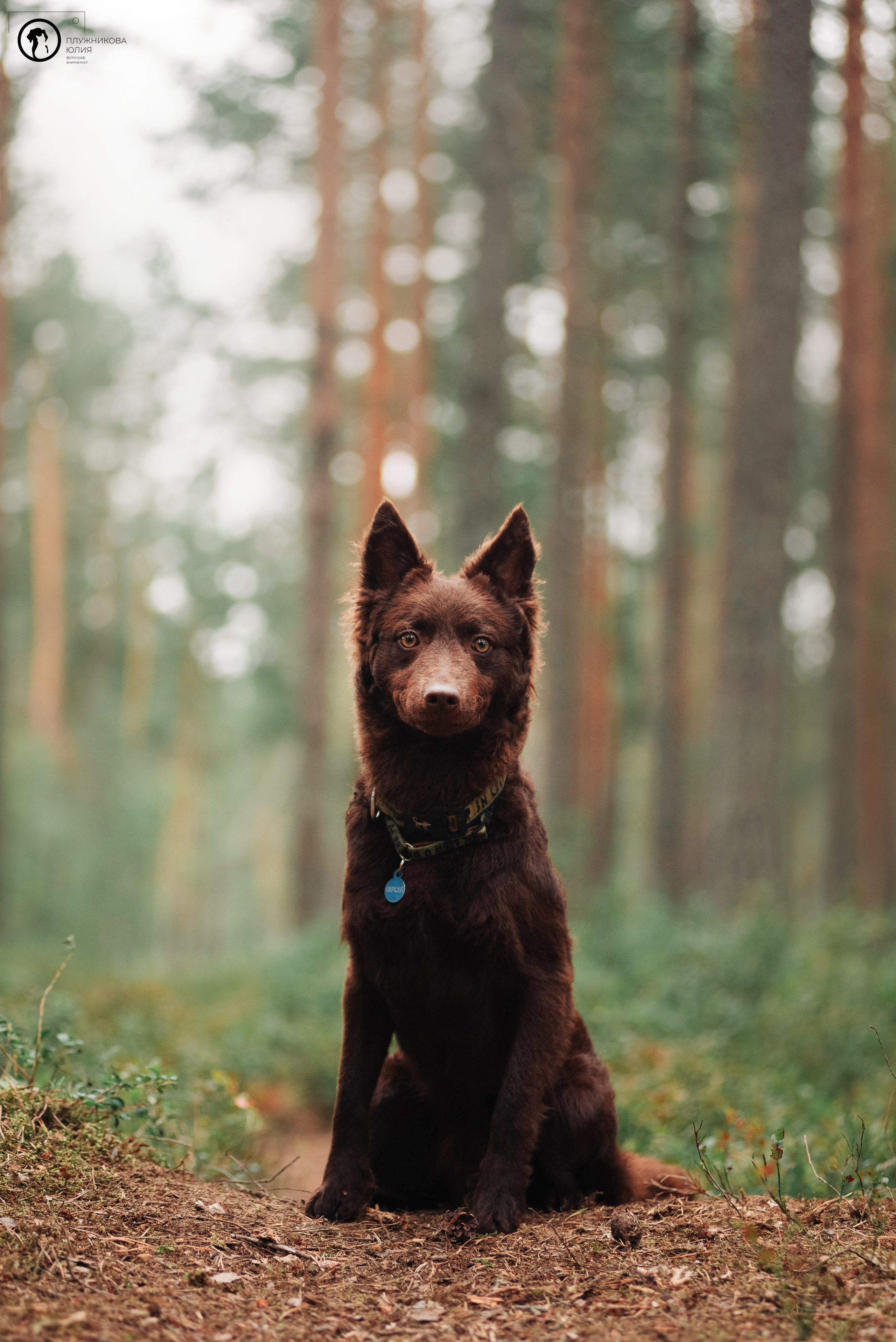 МУДИ — ВСТРЕЧА 2023. Фотограф — анималист Саратов/Москва|Плужникова Юлия