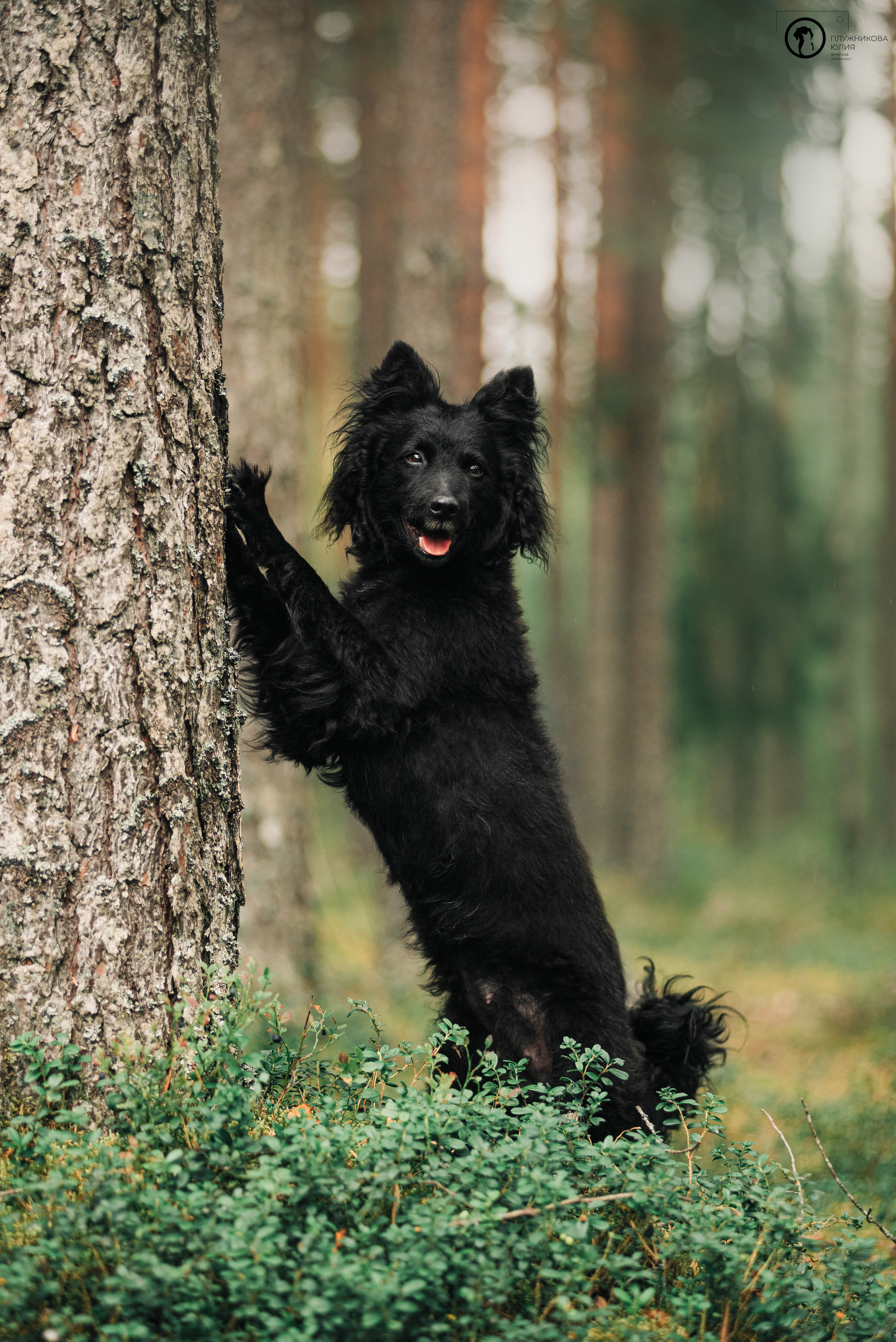 МУДИ — ВСТРЕЧА 2023. Фотограф — анималист Саратов/Москва|Плужникова Юлия