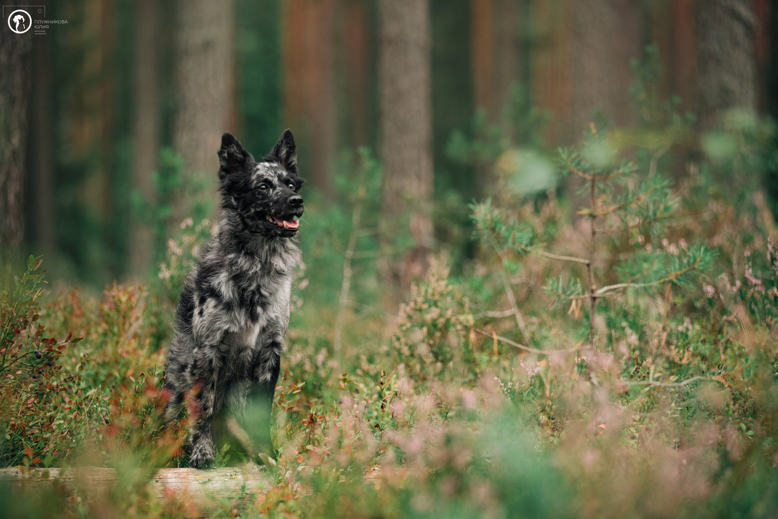 МУДИ — ВСТРЕЧА 2023. Фотограф — анималист Саратов/Москва|Плужникова Юлия