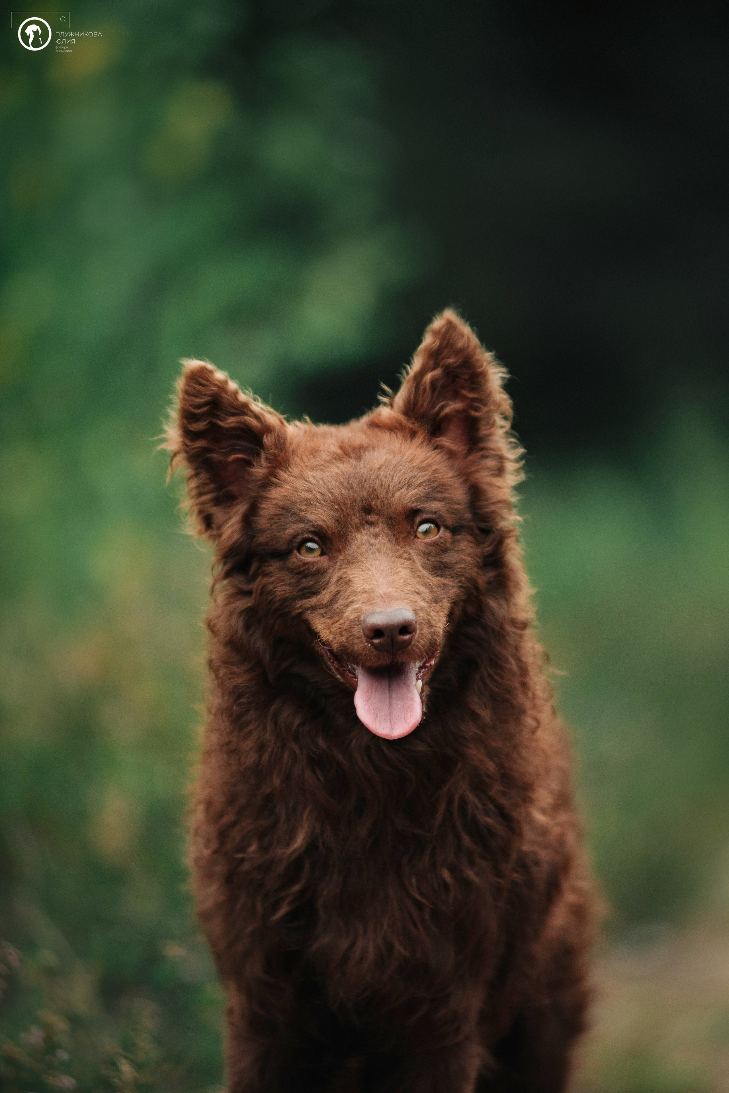 МУДИ — ВСТРЕЧА 2023. Фотограф — анималист Саратов/Москва|Плужникова Юлия