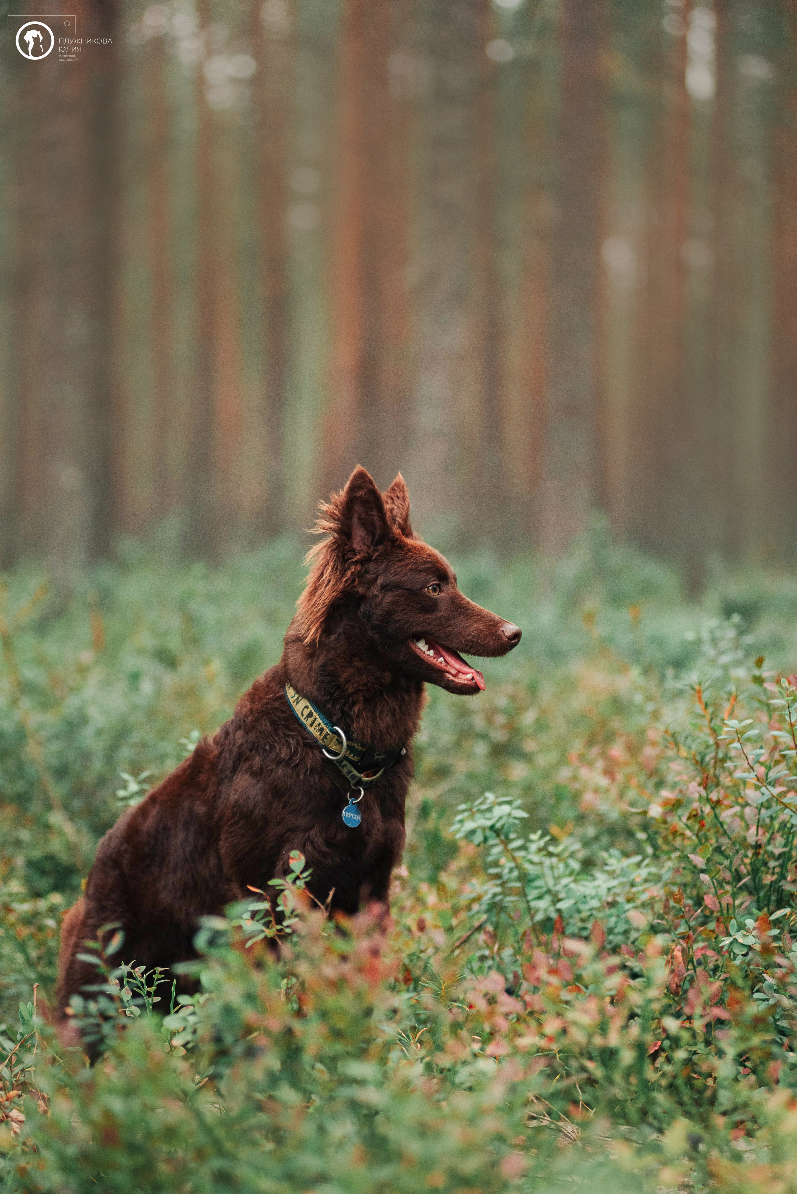 МУДИ — ВСТРЕЧА 2023. Фотограф — анималист Саратов/Москва|Плужникова Юлия
