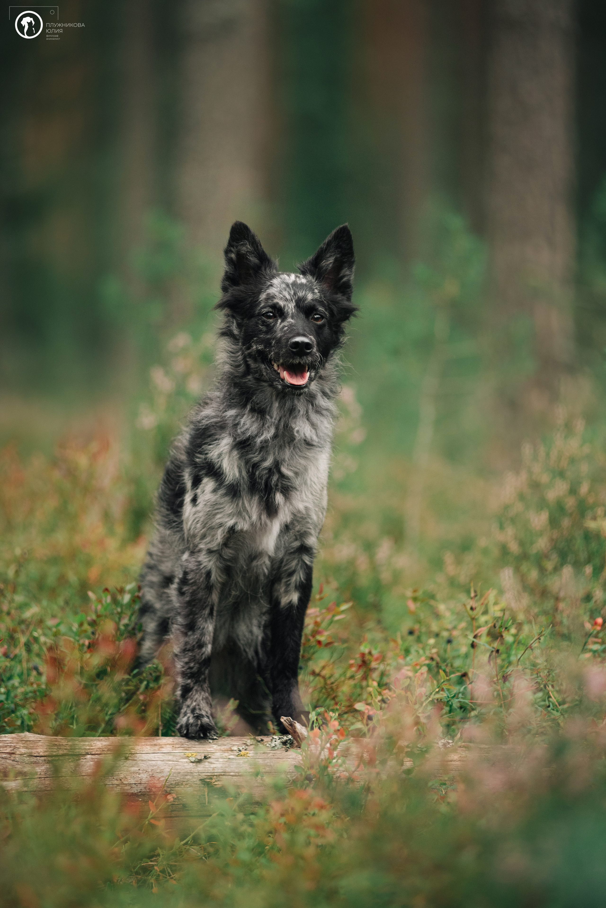 МУДИ — ВСТРЕЧА 2023. Фотограф — анималист Саратов/Москва|Плужникова Юлия