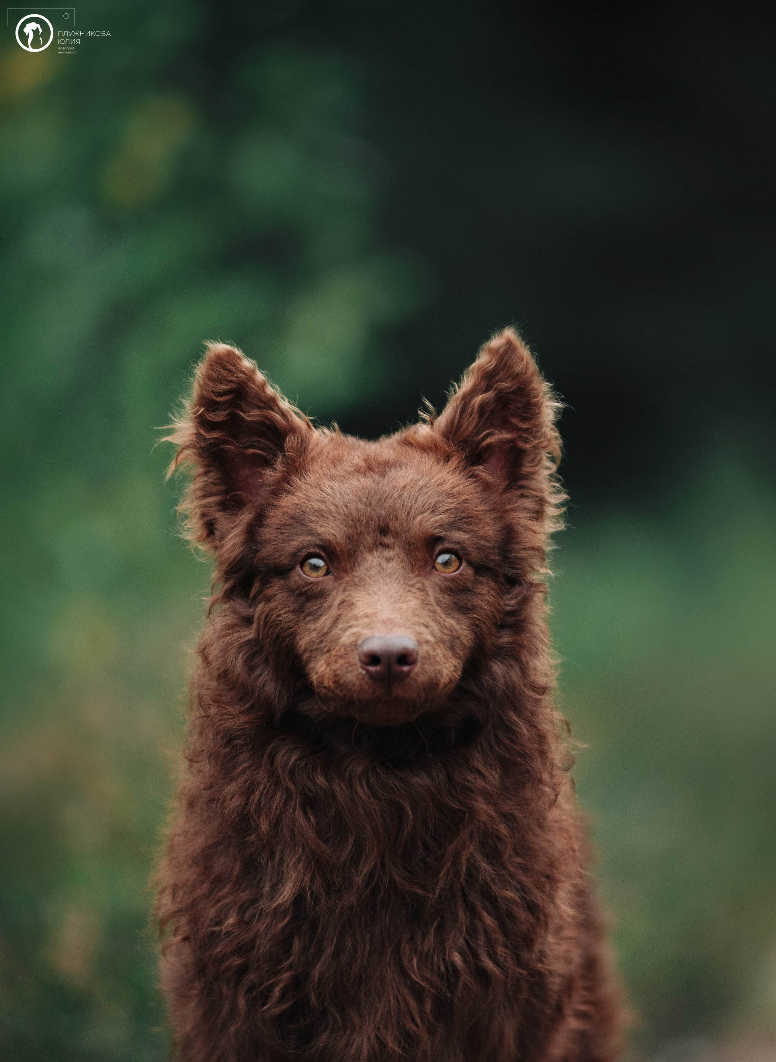 МУДИ — ВСТРЕЧА 2023. Фотограф — анималист Саратов/Москва|Плужникова Юлия