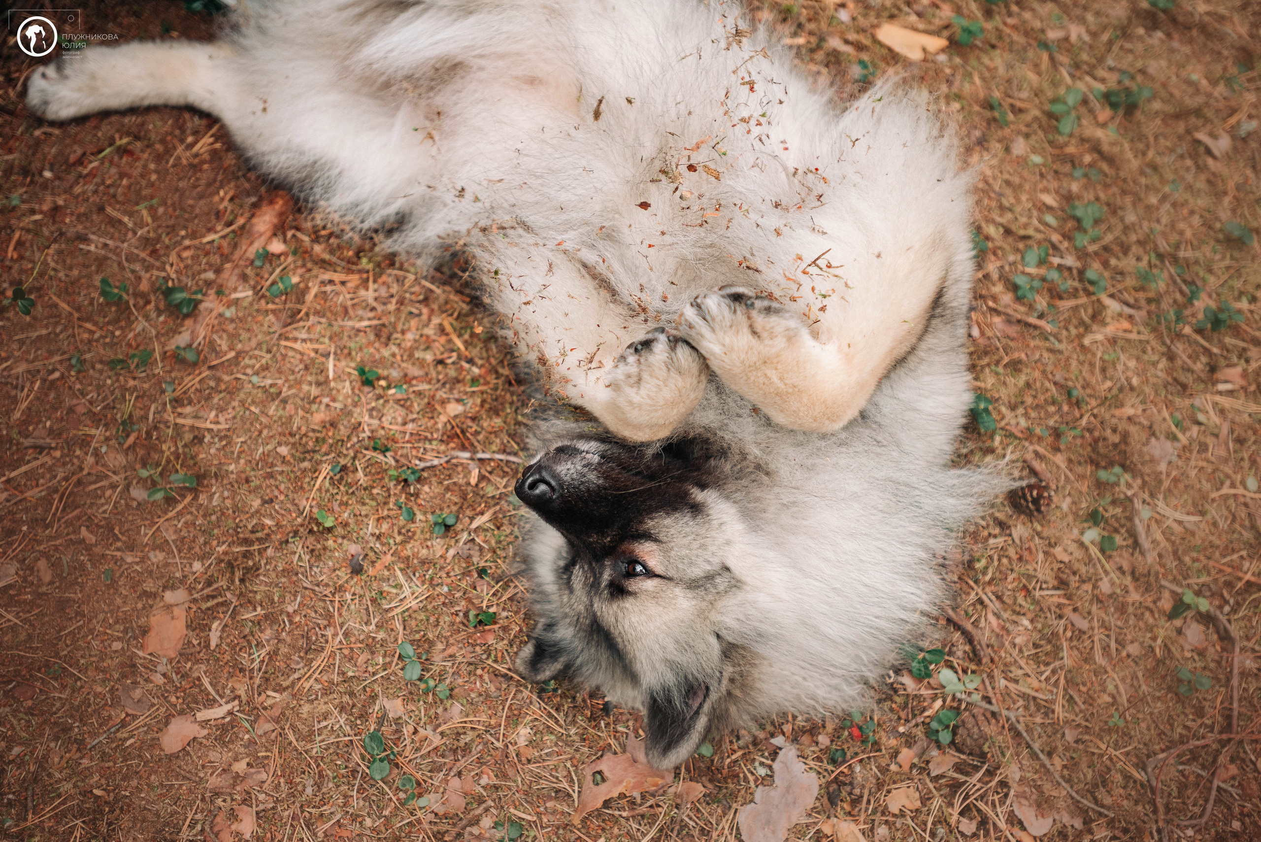 МУДИ — ВСТРЕЧА 2023. Фотограф — анималист Саратов/Москва|Плужникова Юлия