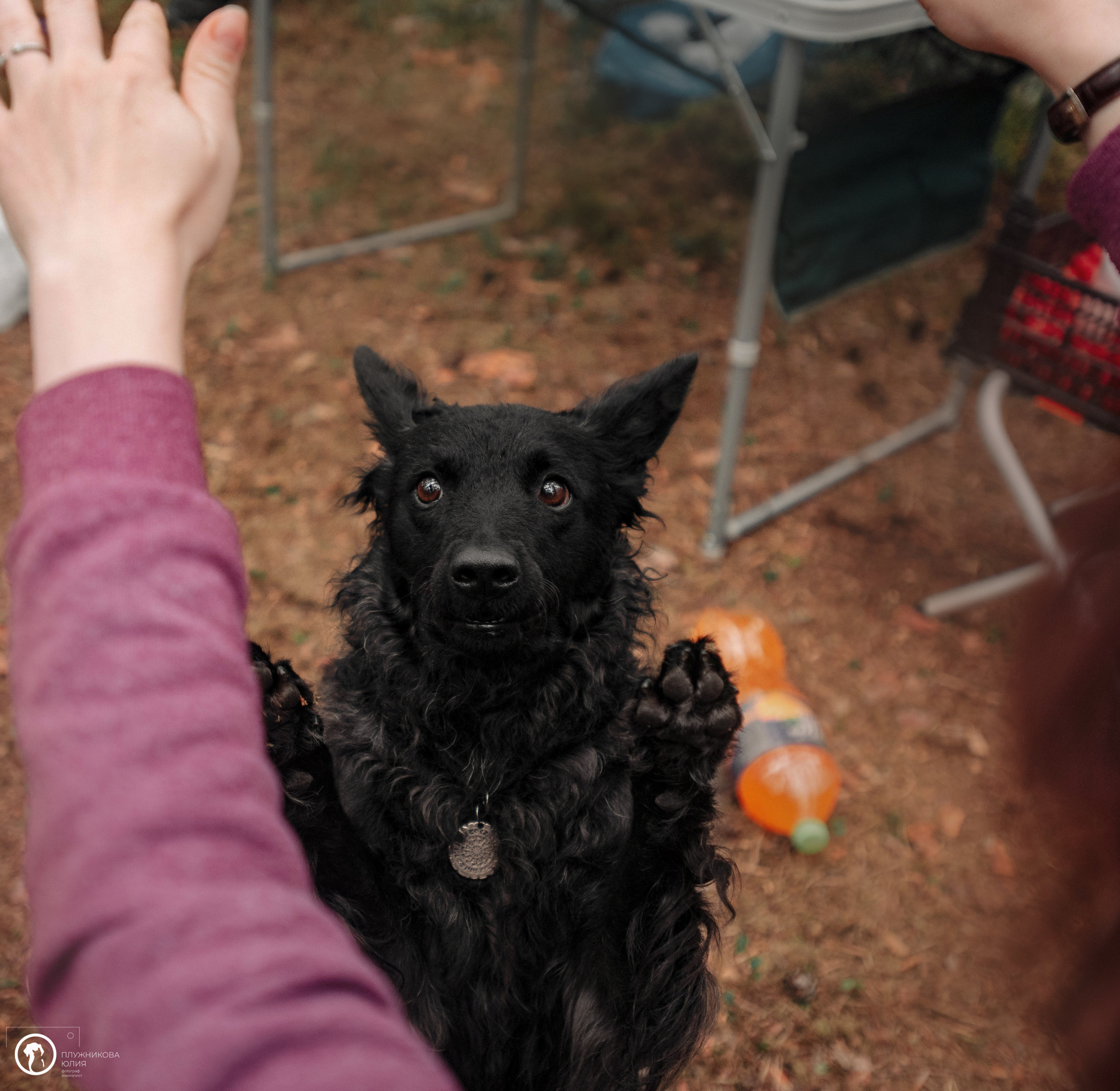 МУДИ — ВСТРЕЧА 2023. Фотограф — анималист Саратов/Москва|Плужникова Юлия