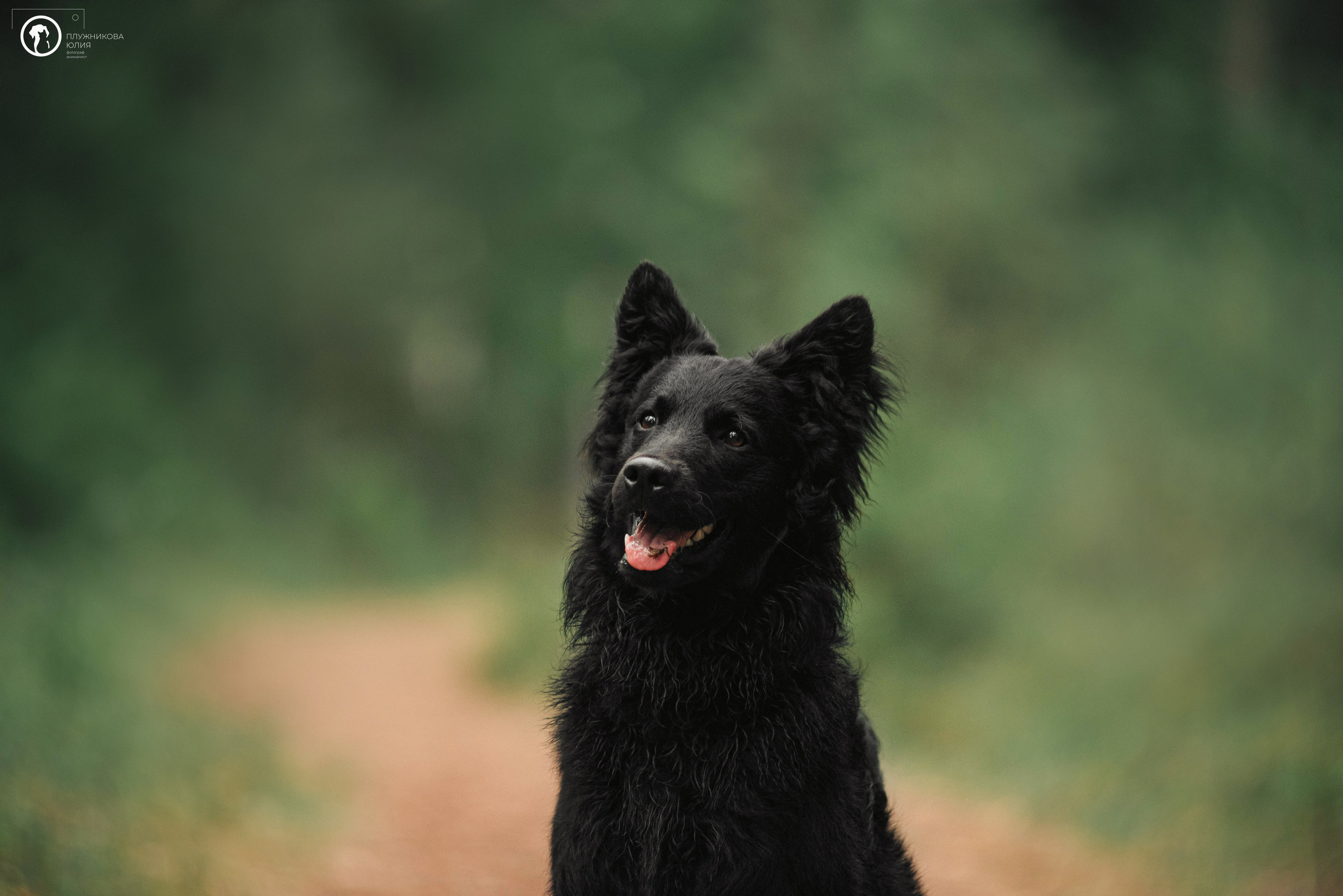 МУДИ — ВСТРЕЧА 2023. Фотограф — анималист Саратов/Москва|Плужникова Юлия