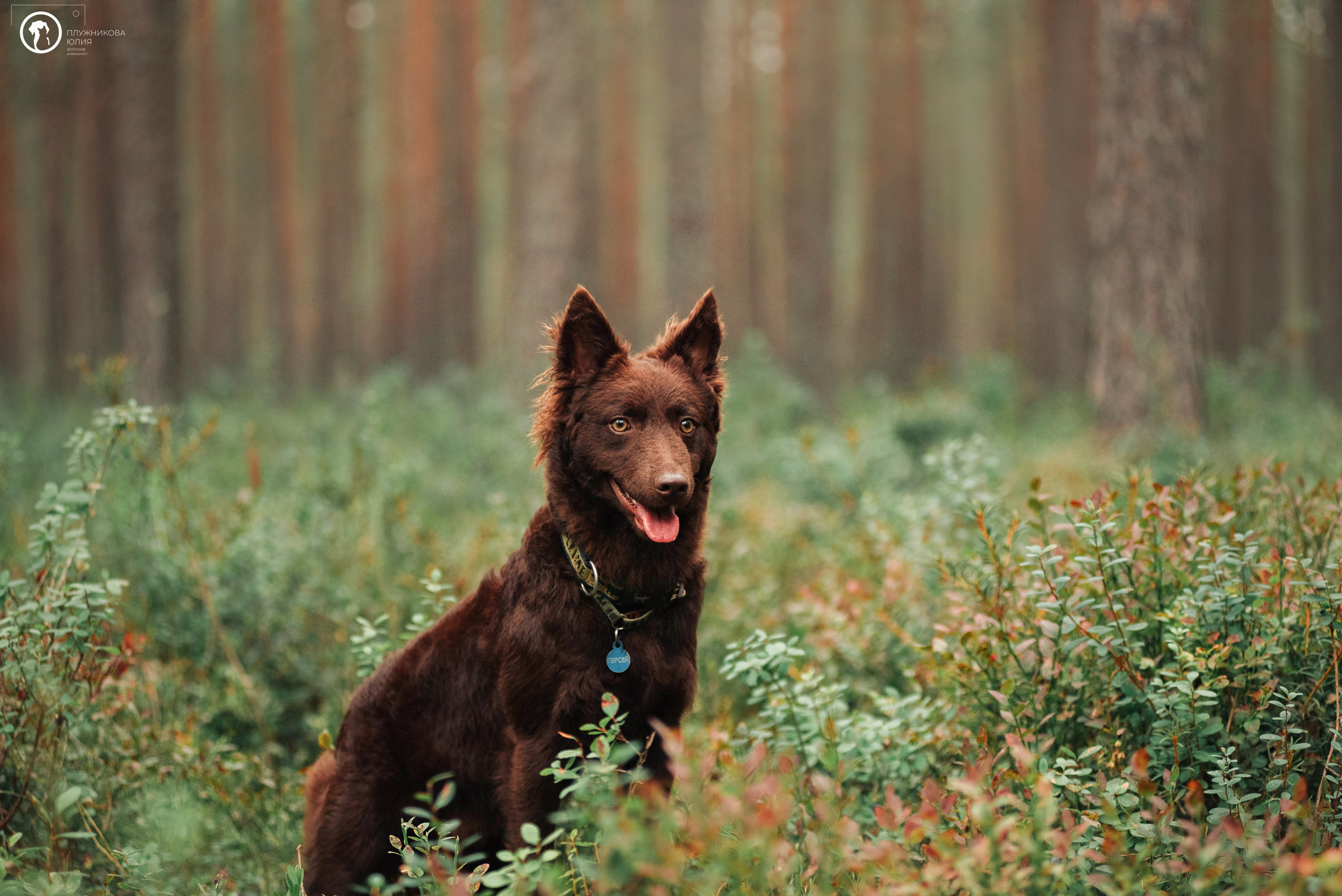 МУДИ — ВСТРЕЧА 2023. Фотограф — анималист Саратов/Москва|Плужникова Юлия