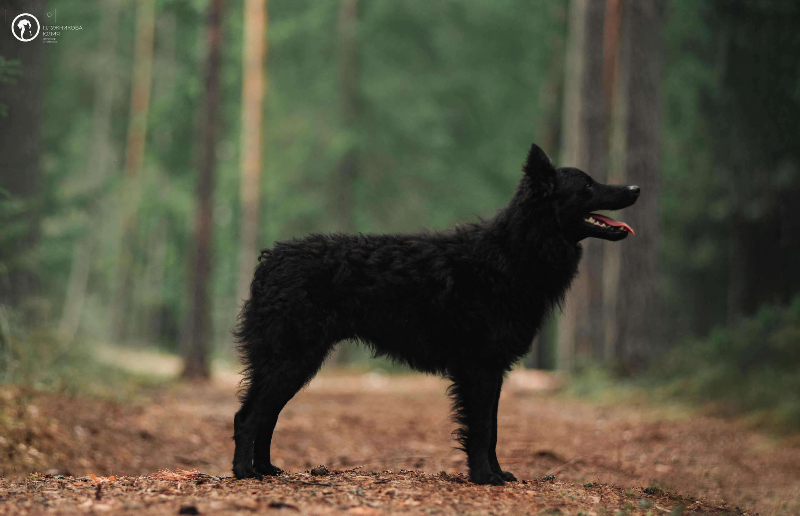 МУДИ — ВСТРЕЧА 2023. Фотограф — анималист Саратов/Москва|Плужникова Юлия