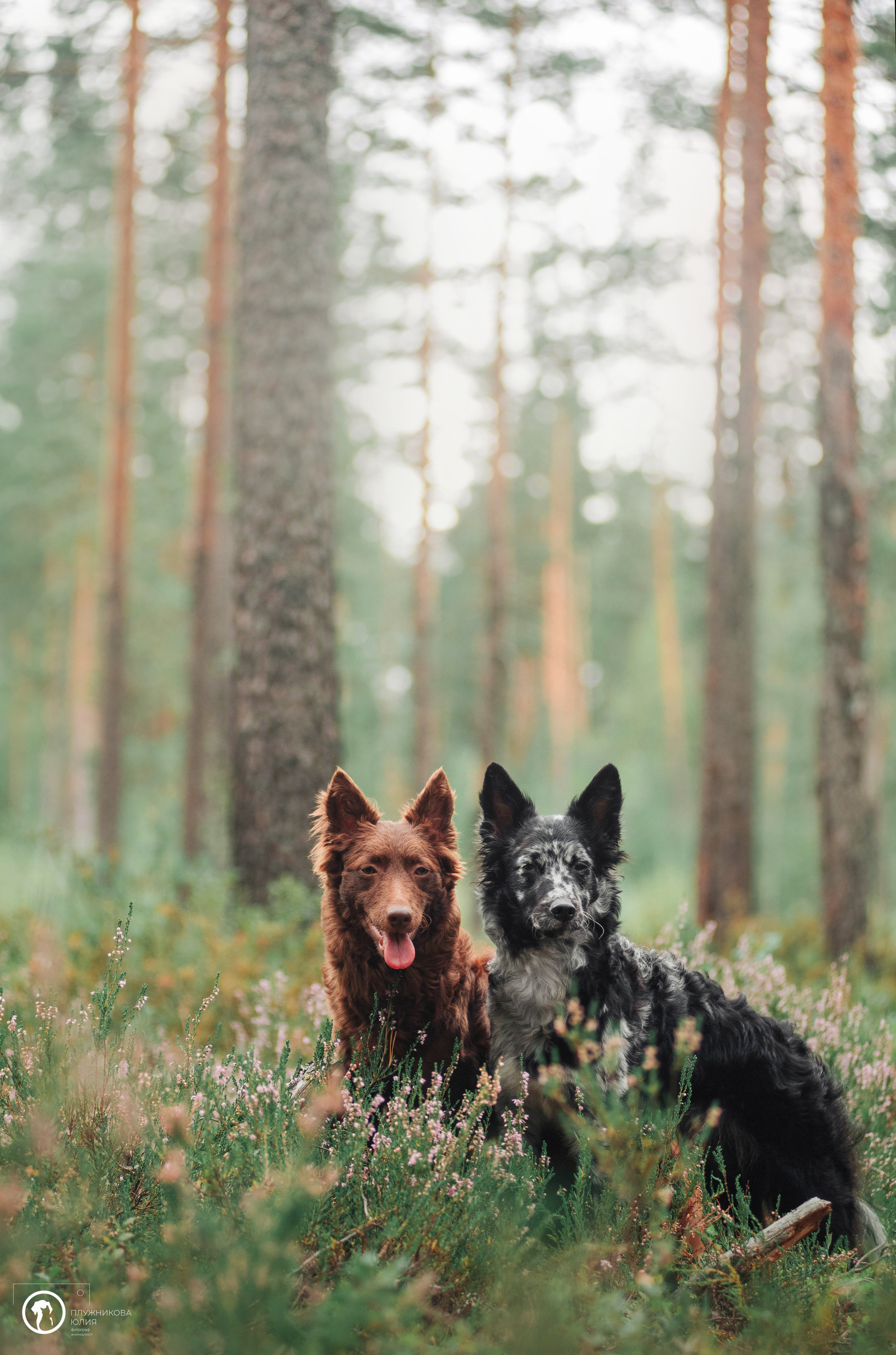 МУДИ — ВСТРЕЧА 2023. Фотограф — анималист Саратов/Москва|Плужникова Юлия