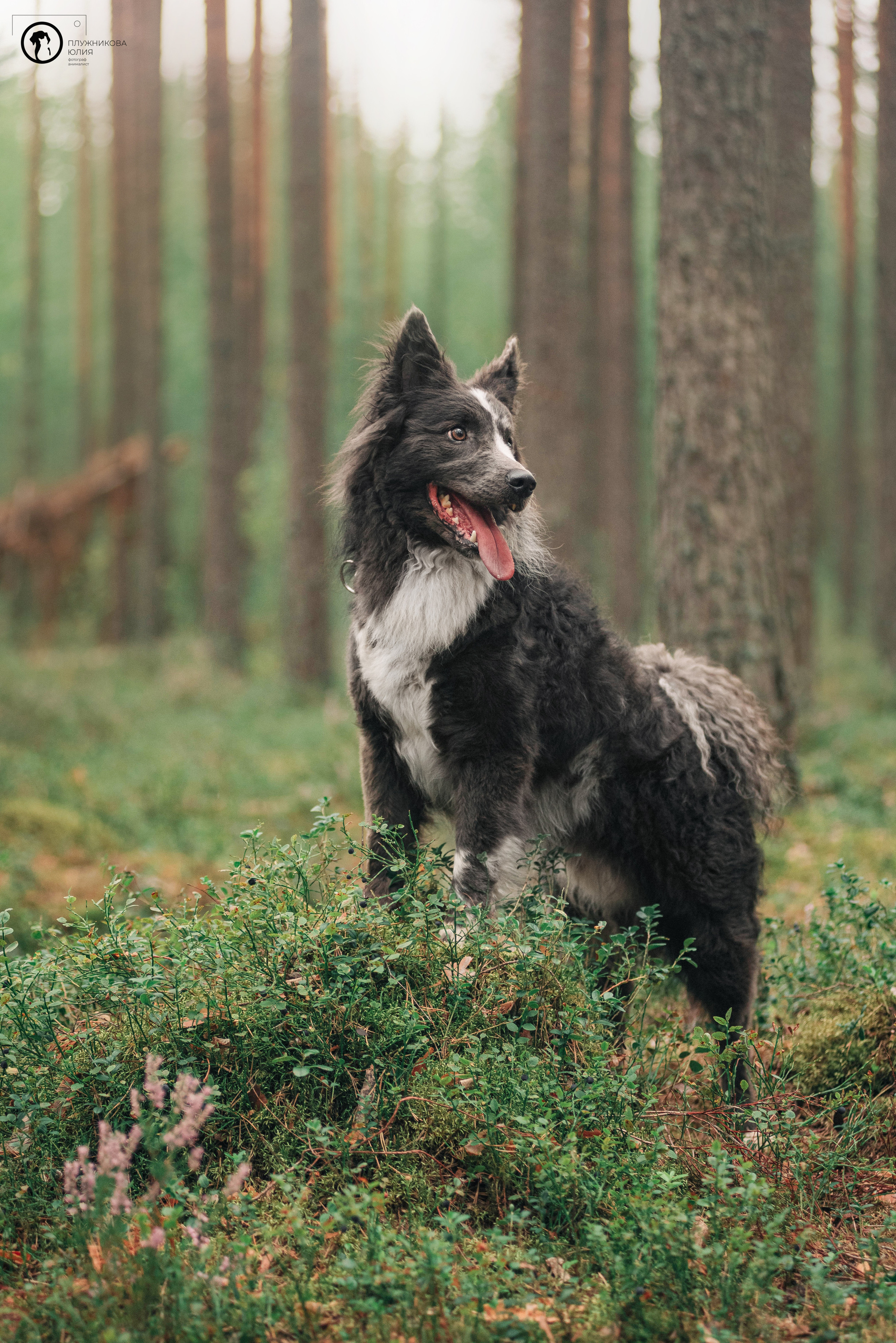 МУДИ — ВСТРЕЧА 2023. Фотограф — анималист Саратов/Москва|Плужникова Юлия