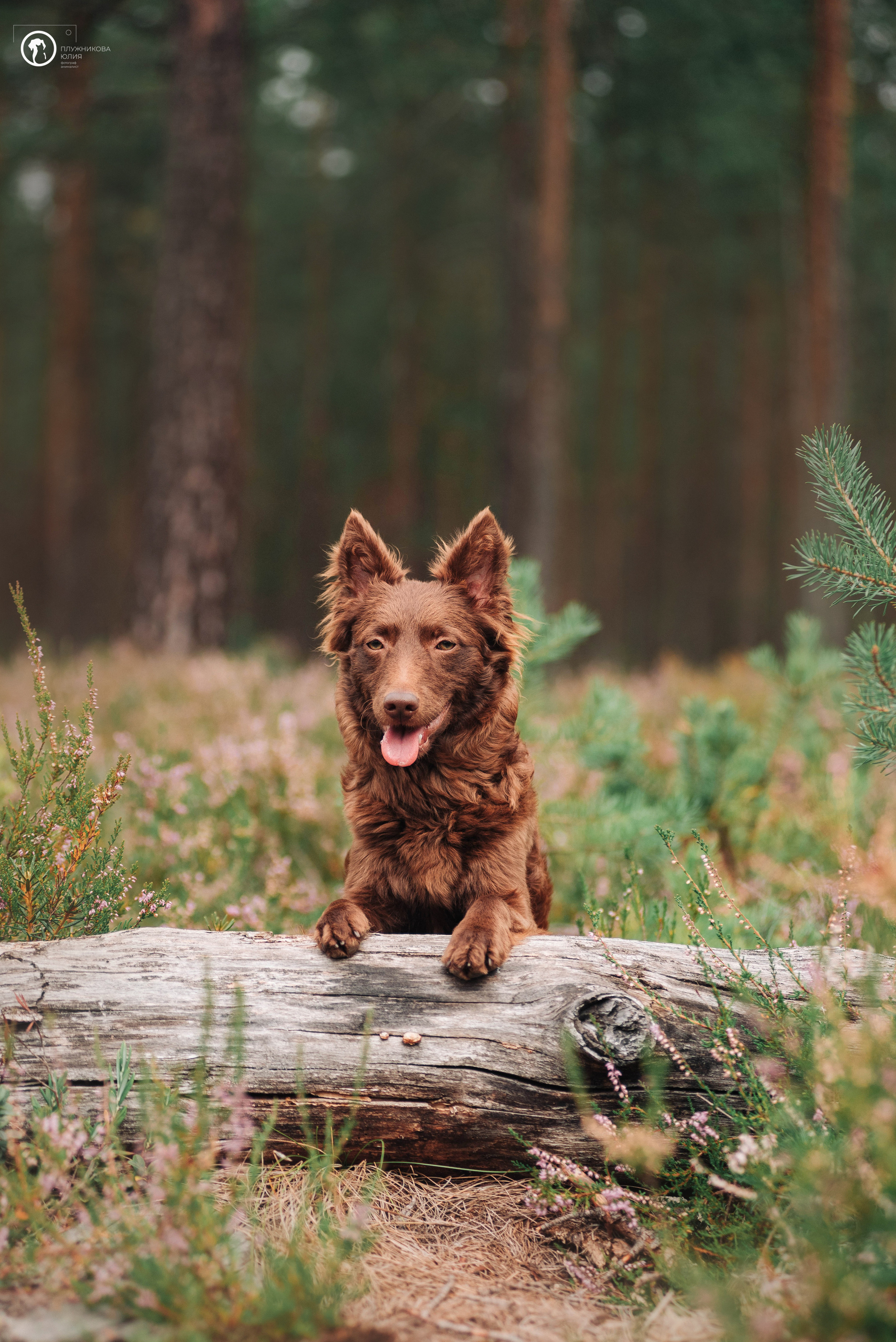 МУДИ — ВСТРЕЧА 2023. Фотограф — анималист Саратов/Москва|Плужникова Юлия