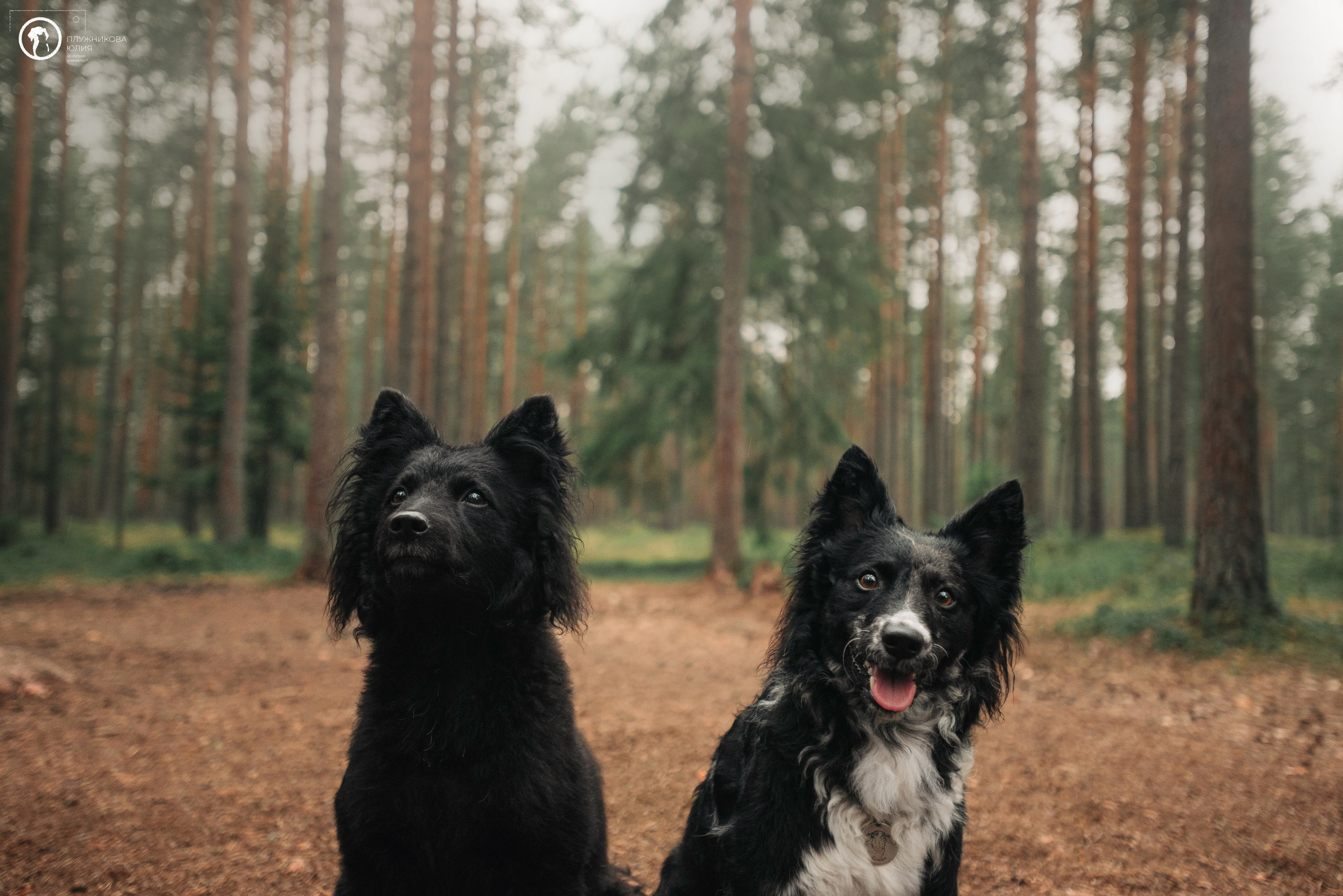 МУДИ — ВСТРЕЧА 2023. Фотограф — анималист Саратов/Москва|Плужникова Юлия