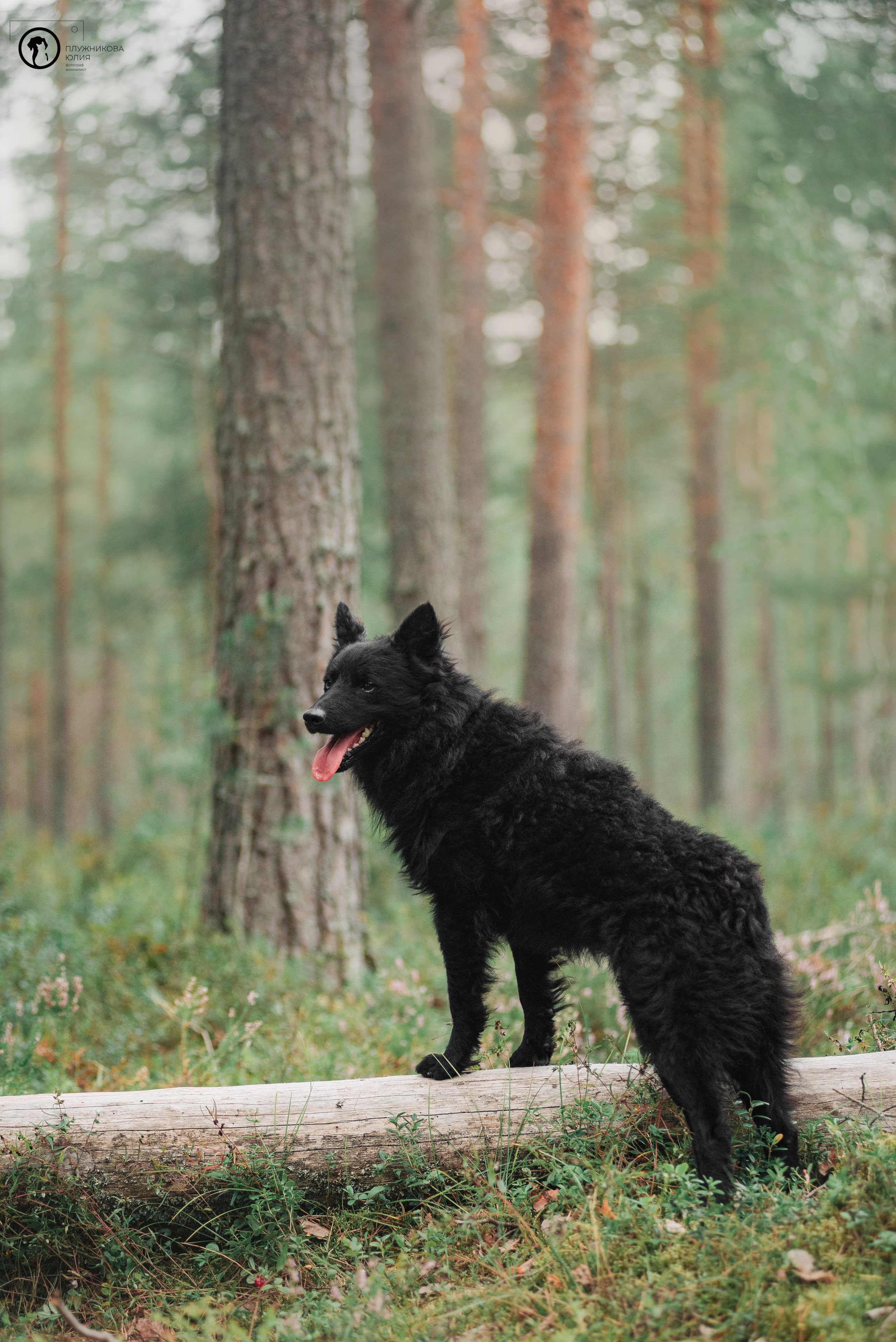 МУДИ — ВСТРЕЧА 2023. Фотограф — анималист Саратов/Москва|Плужникова Юлия