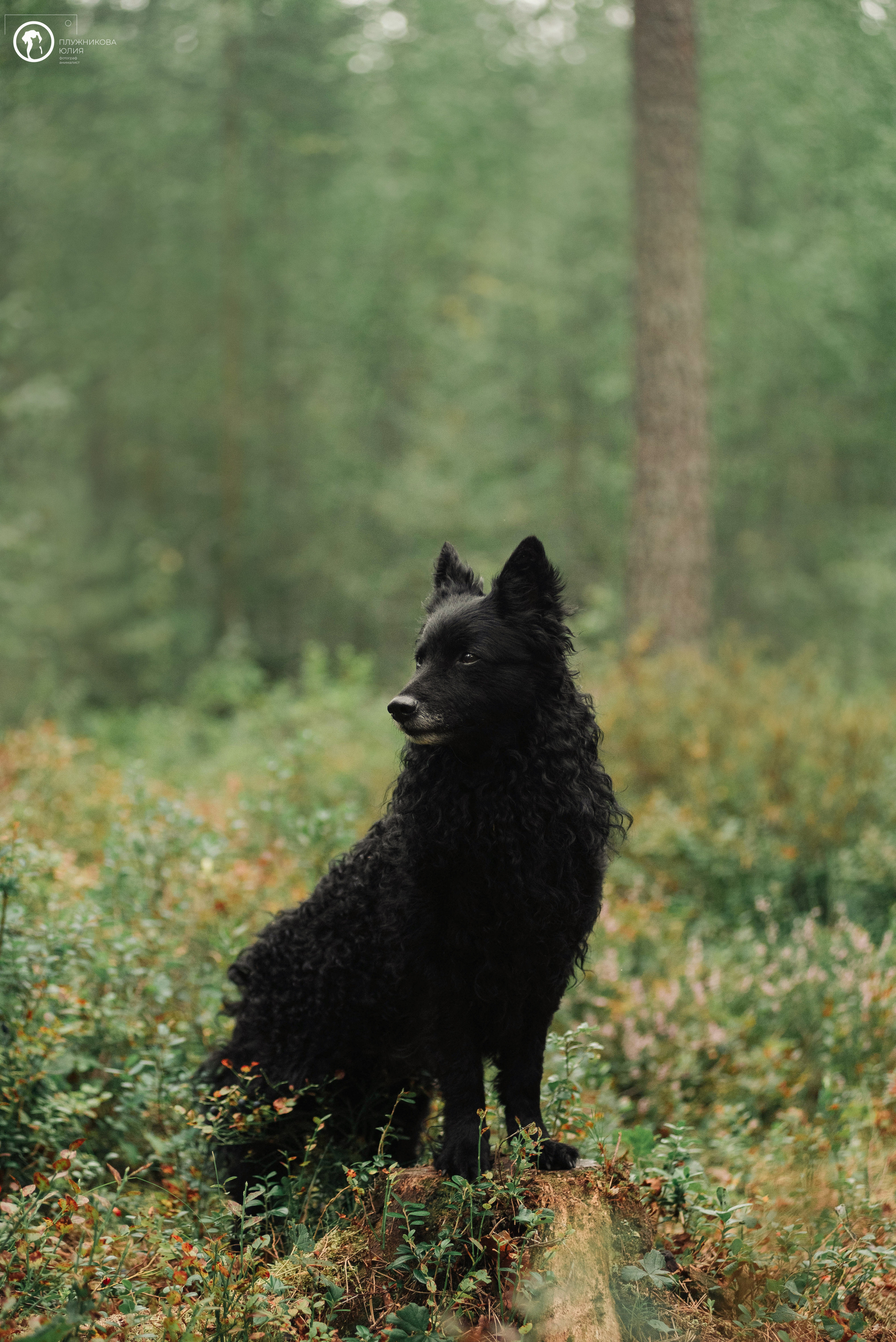 МУДИ — ВСТРЕЧА 2023. Фотограф — анималист Саратов/Москва|Плужникова Юлия