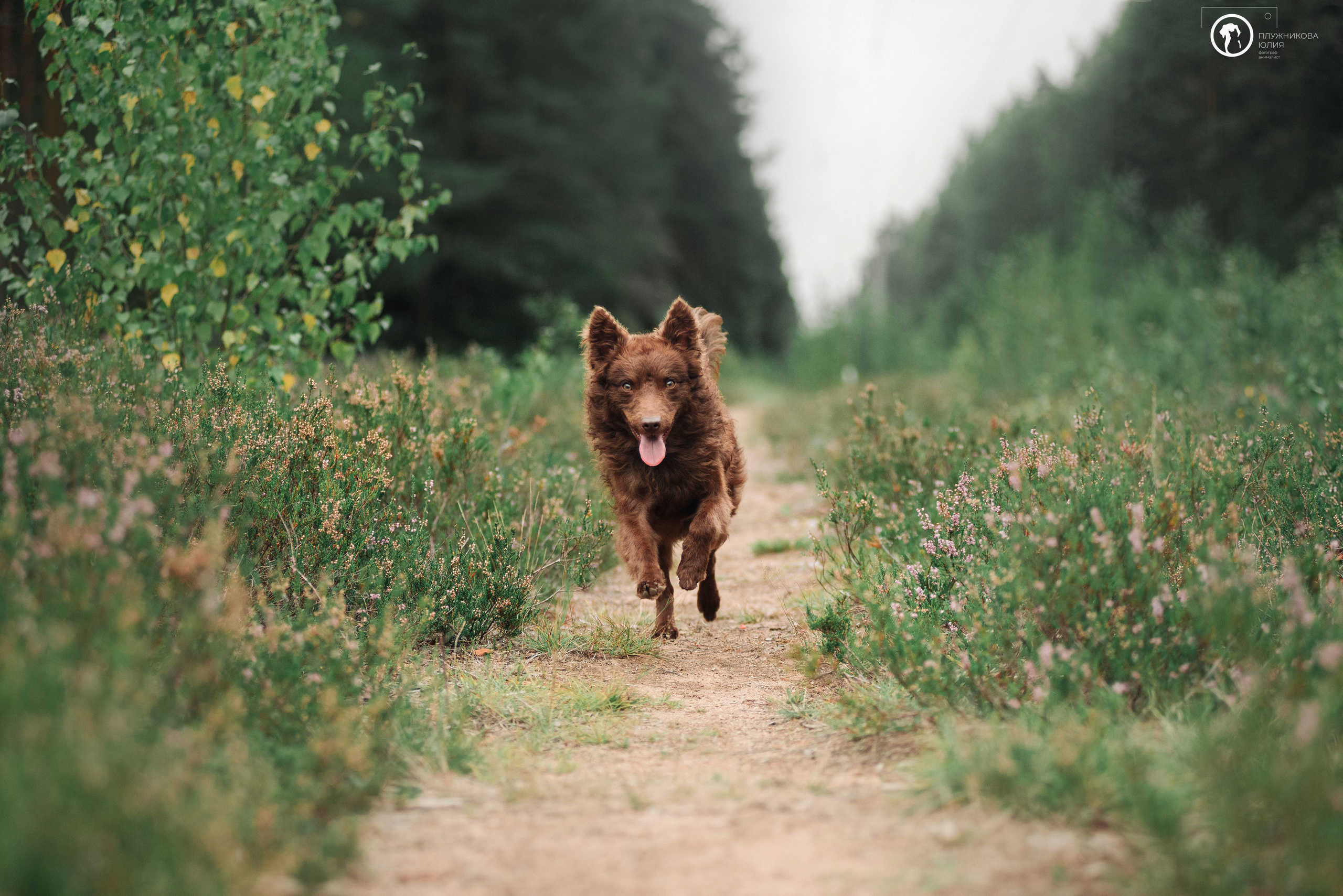 МУДИ — ВСТРЕЧА 2023. Фотограф — анималист Саратов/Москва|Плужникова Юлия