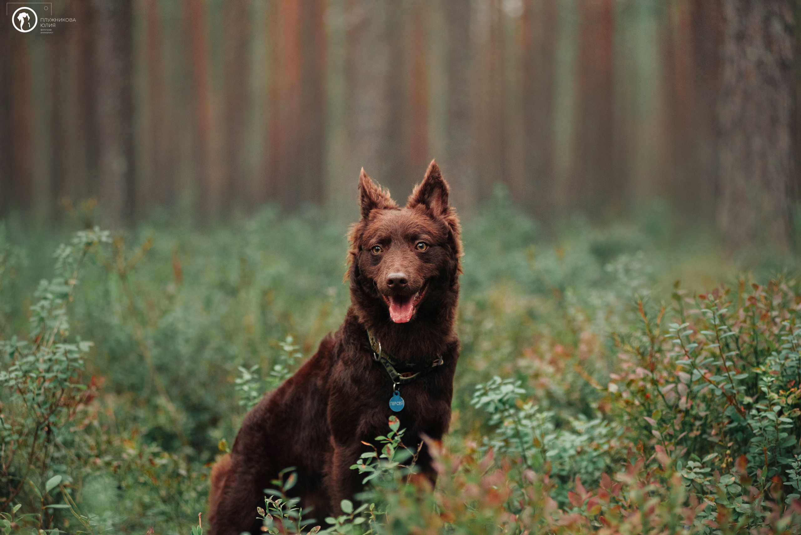 МУДИ — ВСТРЕЧА 2023. Фотограф — анималист Саратов/Москва|Плужникова Юлия