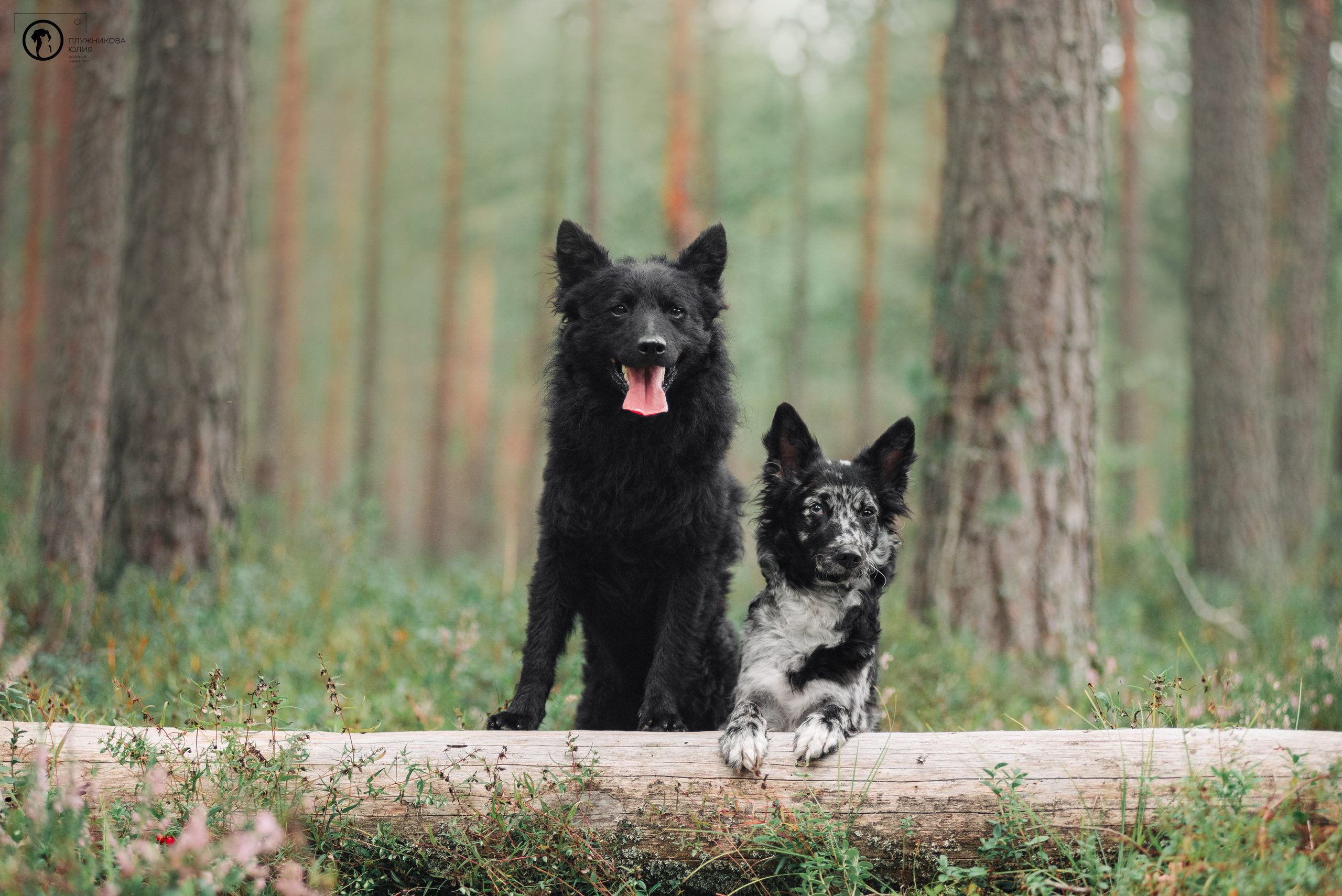 МУДИ — ВСТРЕЧА 2023. Фотограф — анималист Саратов/Москва|Плужникова Юлия