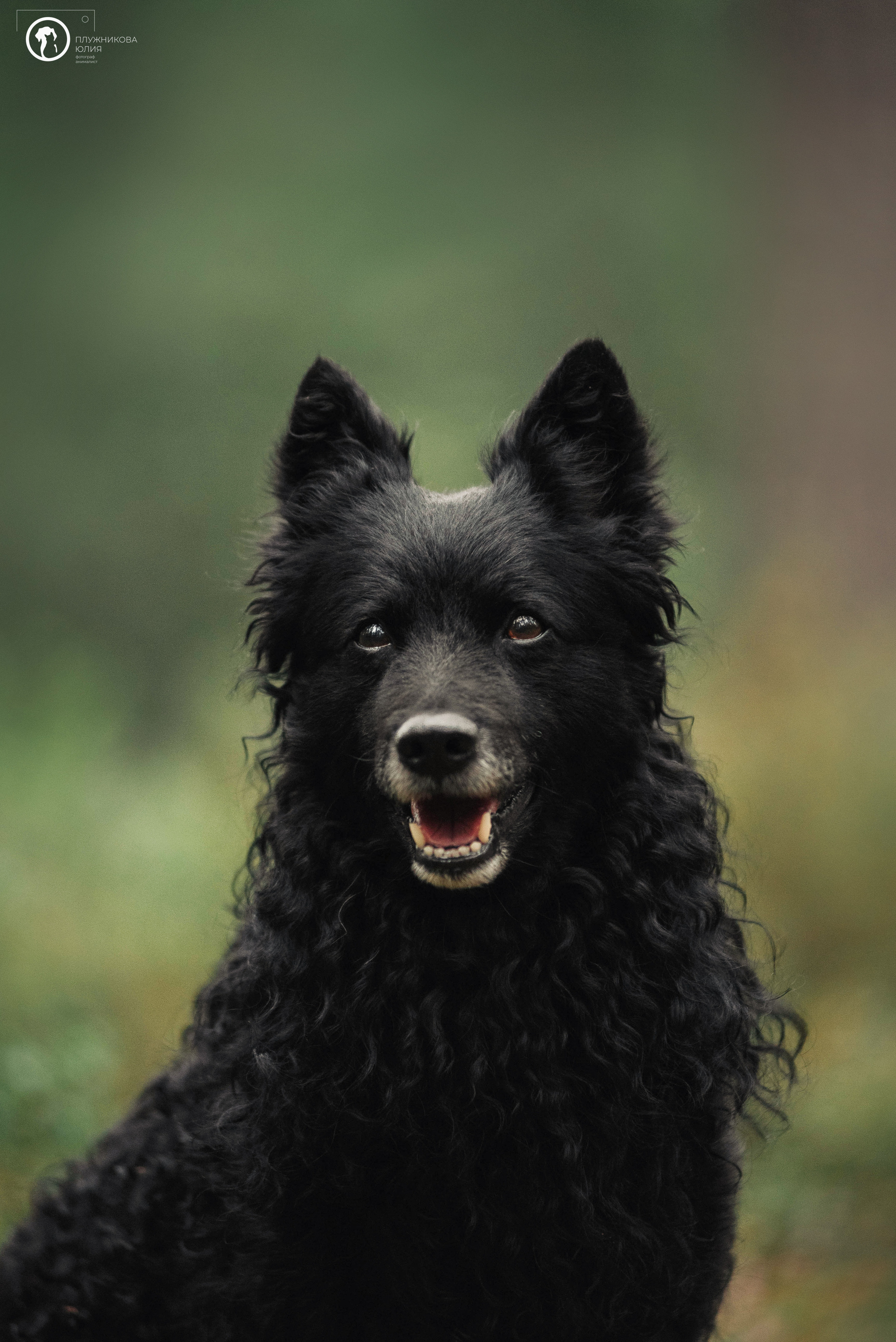 МУДИ — ВСТРЕЧА 2023. Фотограф — анималист Саратов/Москва|Плужникова Юлия