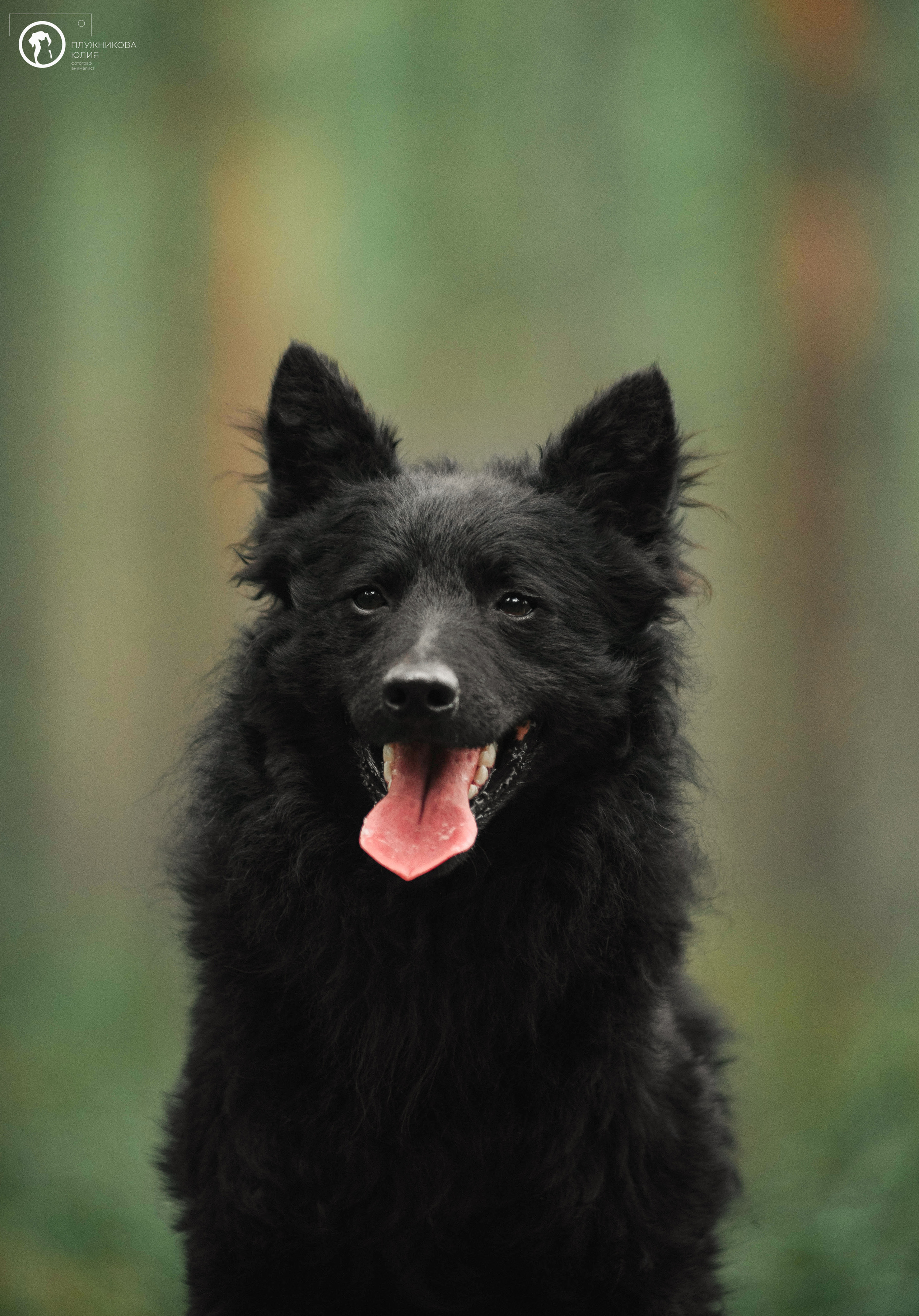 МУДИ — ВСТРЕЧА 2023. Фотограф — анималист Саратов/Москва|Плужникова Юлия