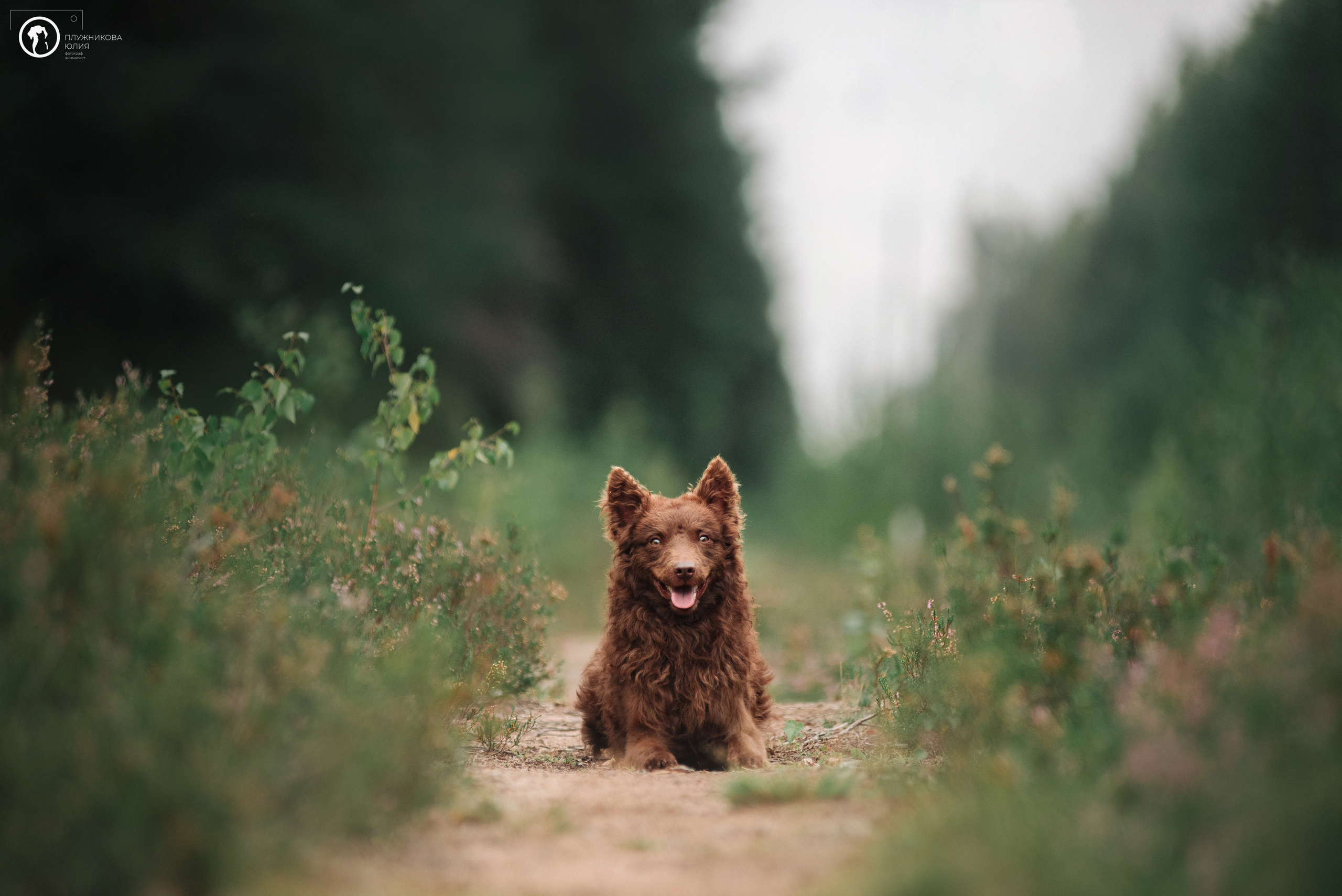 МУДИ — ВСТРЕЧА 2023. Фотограф — анималист Саратов/Москва|Плужникова Юлия