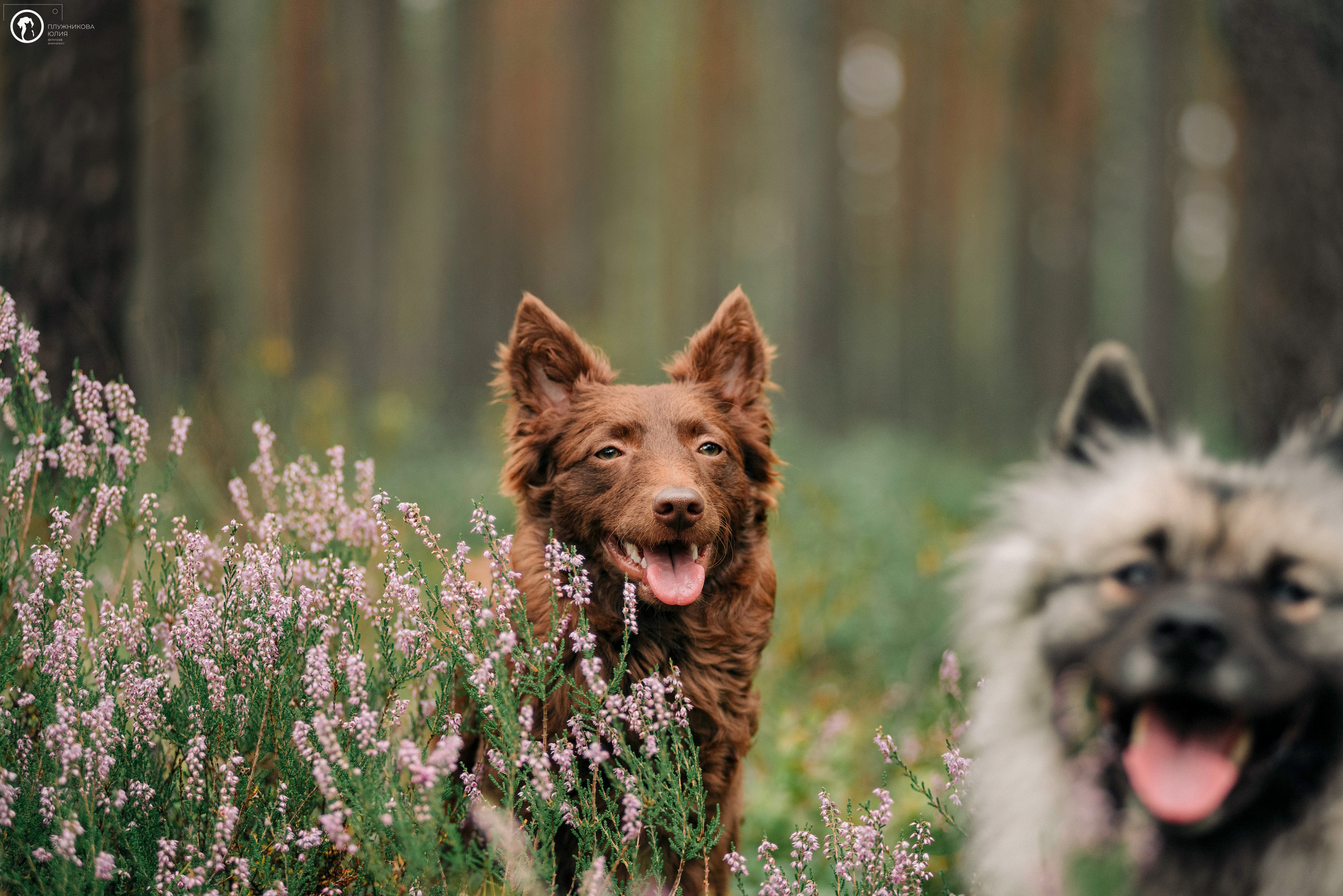 МУДИ — ВСТРЕЧА 2023. Фотограф — анималист Саратов/Москва|Плужникова Юлия