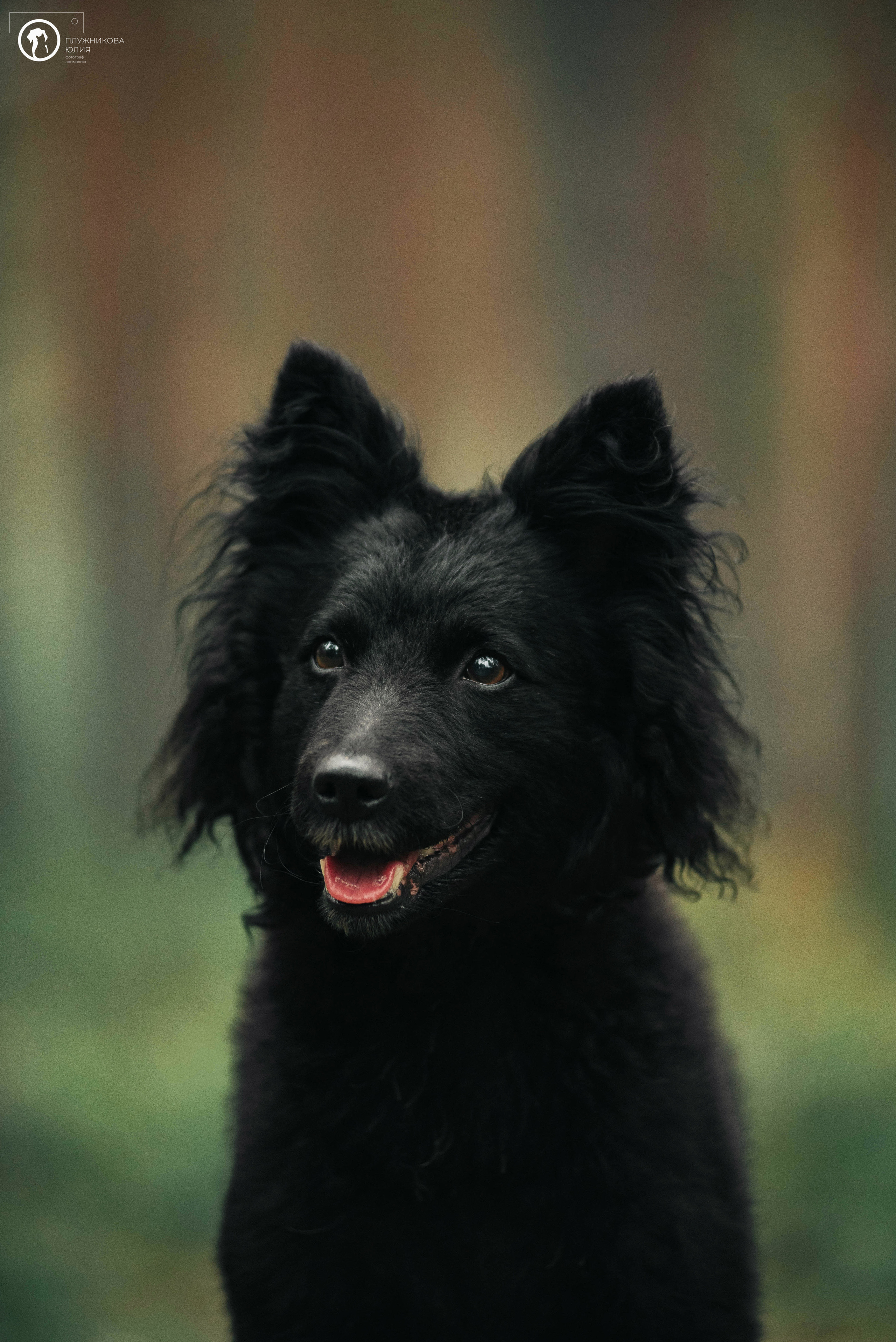 МУДИ — ВСТРЕЧА 2023. Фотограф — анималист Саратов/Москва|Плужникова Юлия