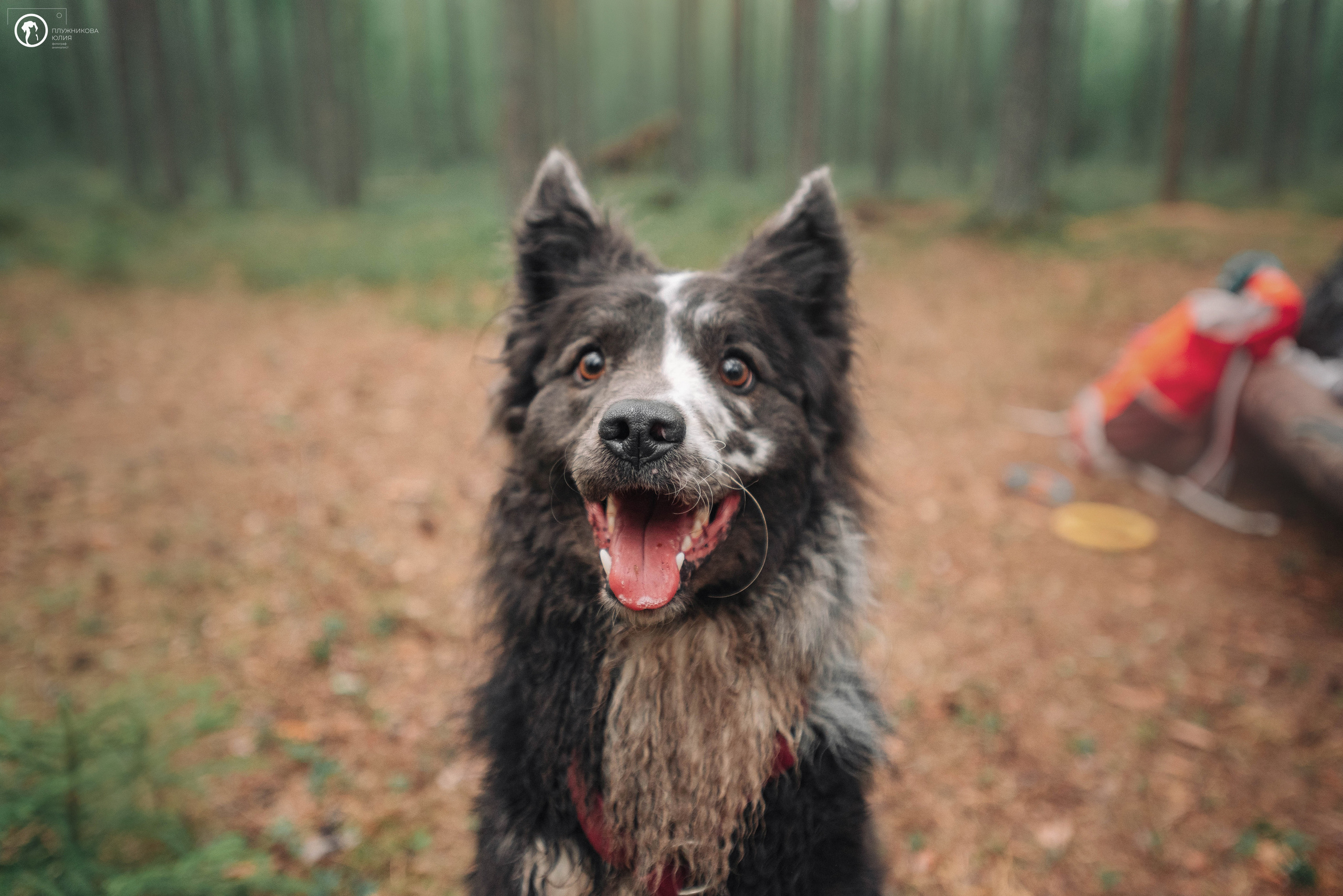 МУДИ — ВСТРЕЧА 2023. Фотограф — анималист Саратов/Москва|Плужникова Юлия