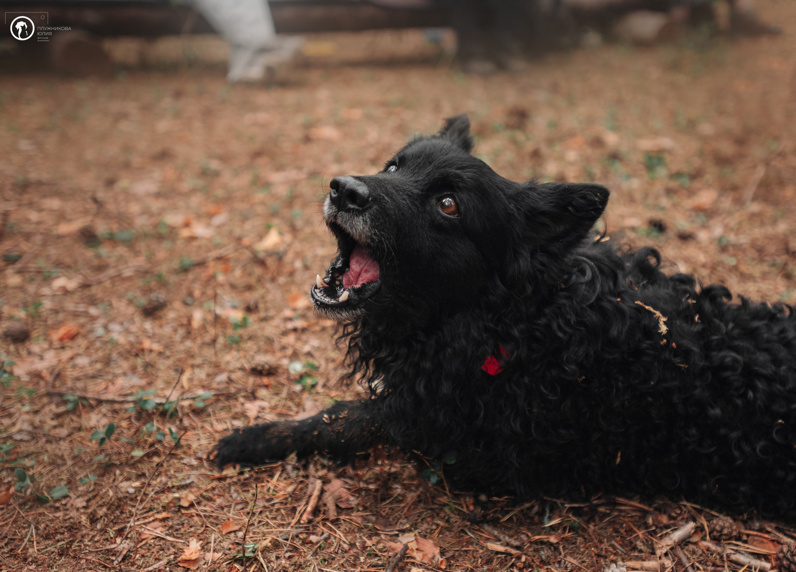 МУДИ — ВСТРЕЧА 2023. Фотограф — анималист Саратов/Москва|Плужникова Юлия