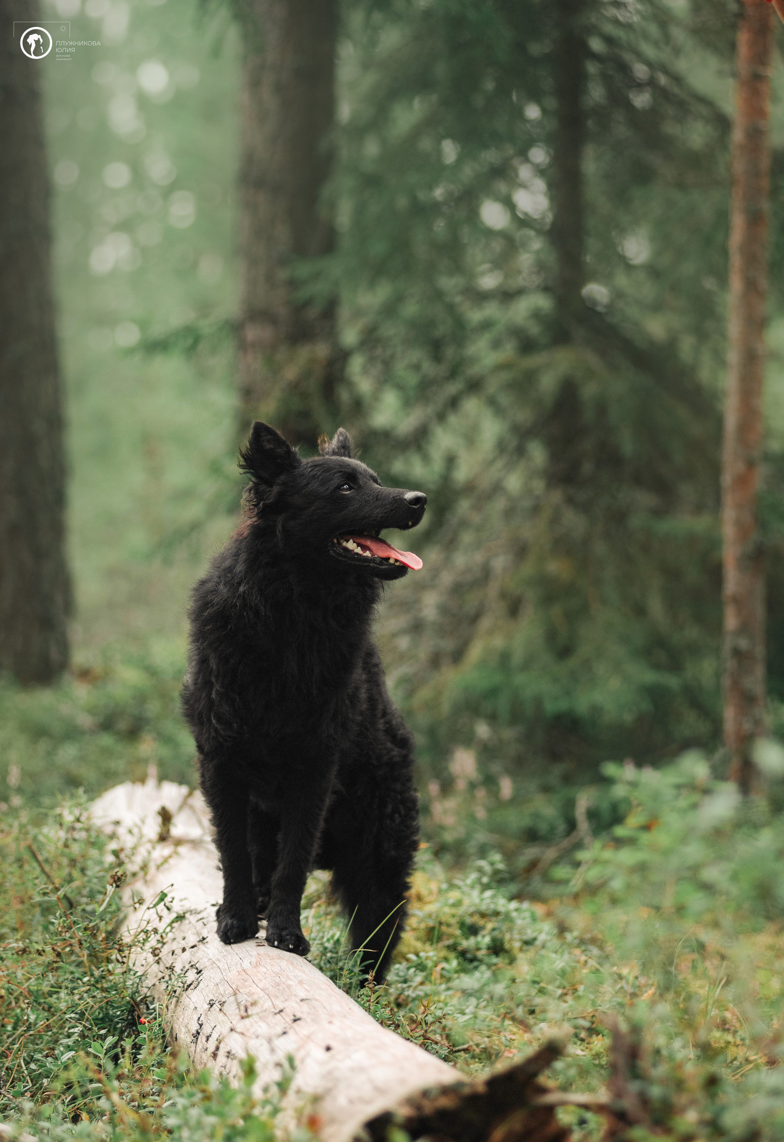 МУДИ — ВСТРЕЧА 2023. Фотограф — анималист Саратов/Москва|Плужникова Юлия