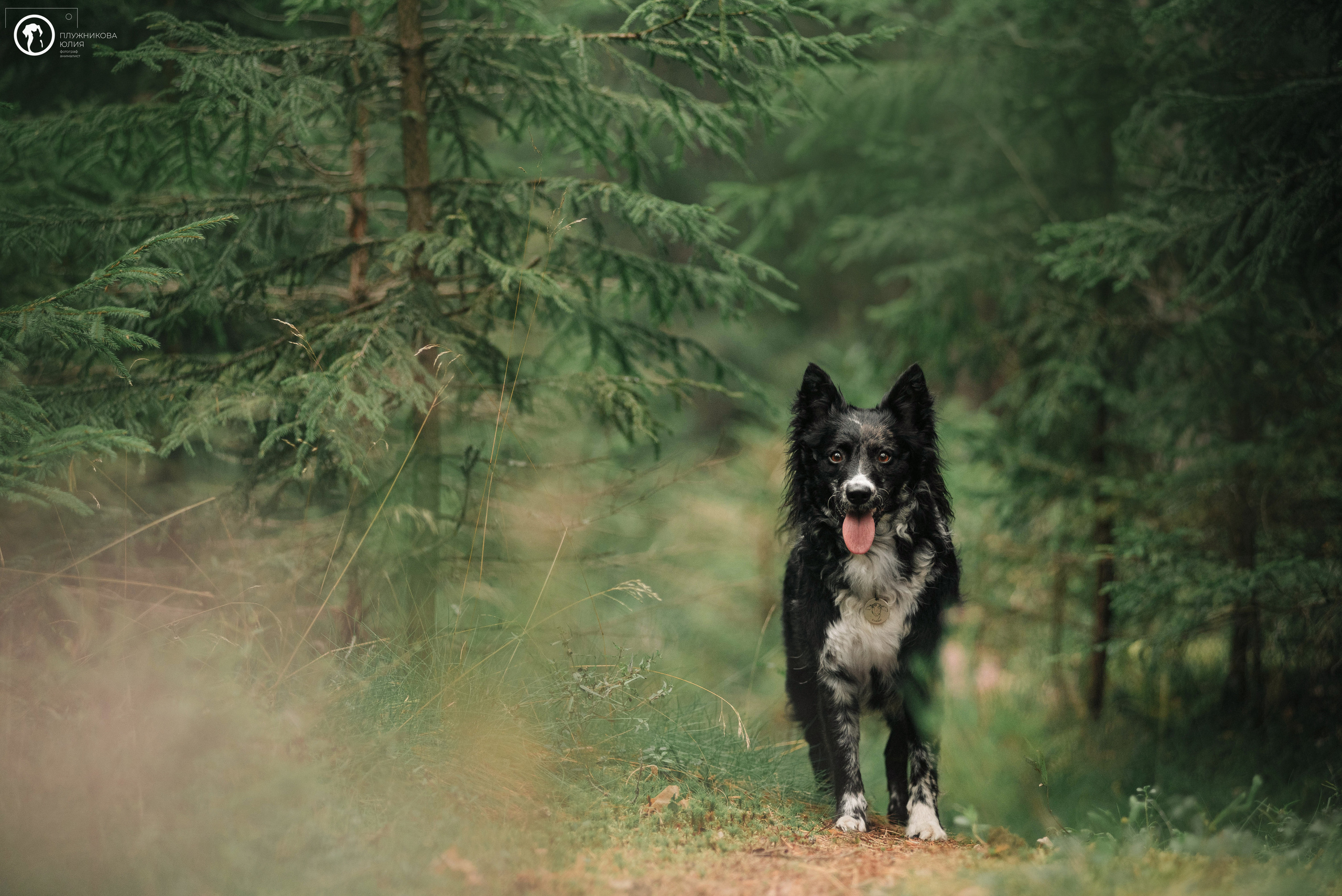 МУДИ — ВСТРЕЧА 2023. Фотограф — анималист Саратов/Москва|Плужникова Юлия