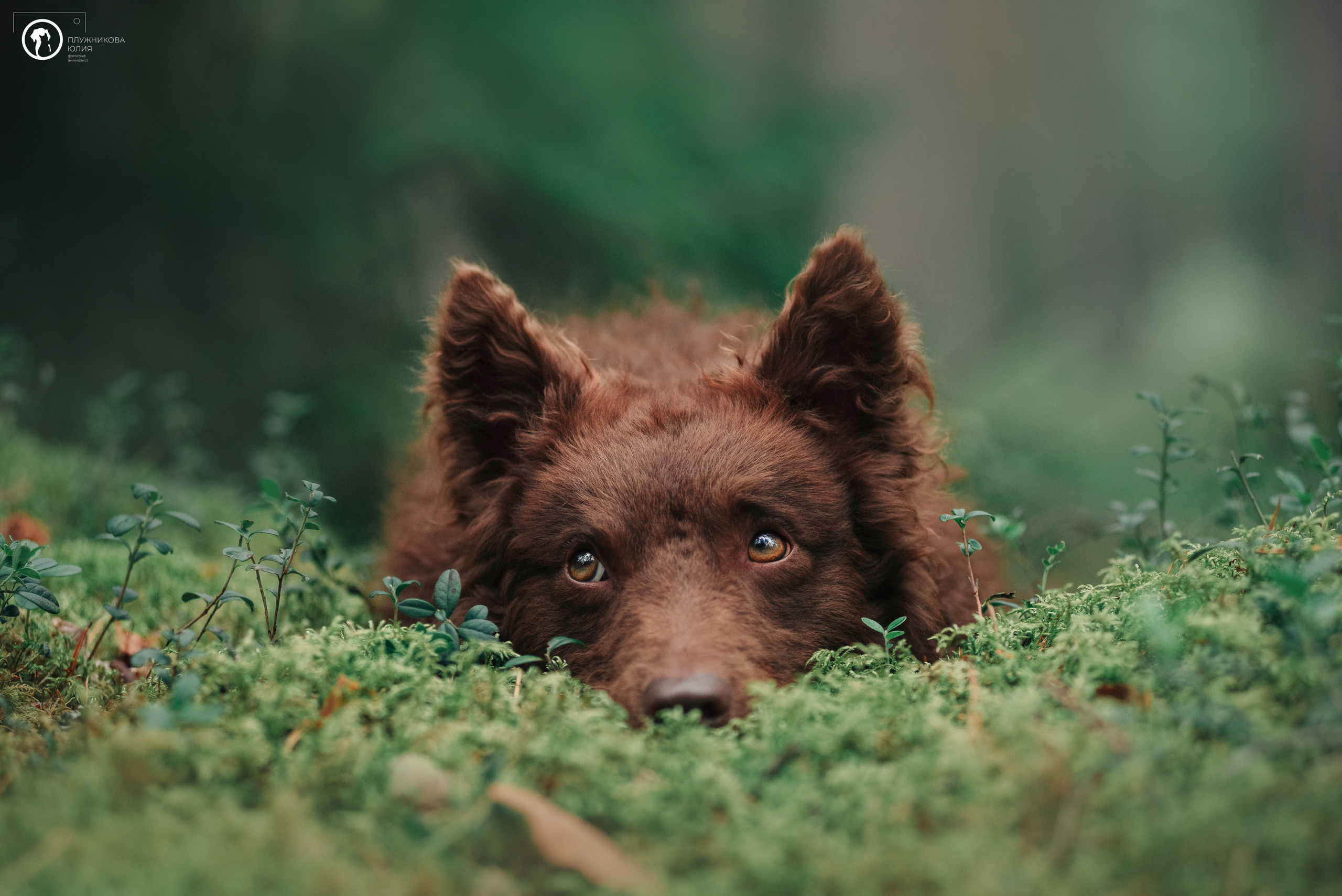МУДИ — ВСТРЕЧА 2023. Фотограф — анималист Саратов/Москва|Плужникова Юлия