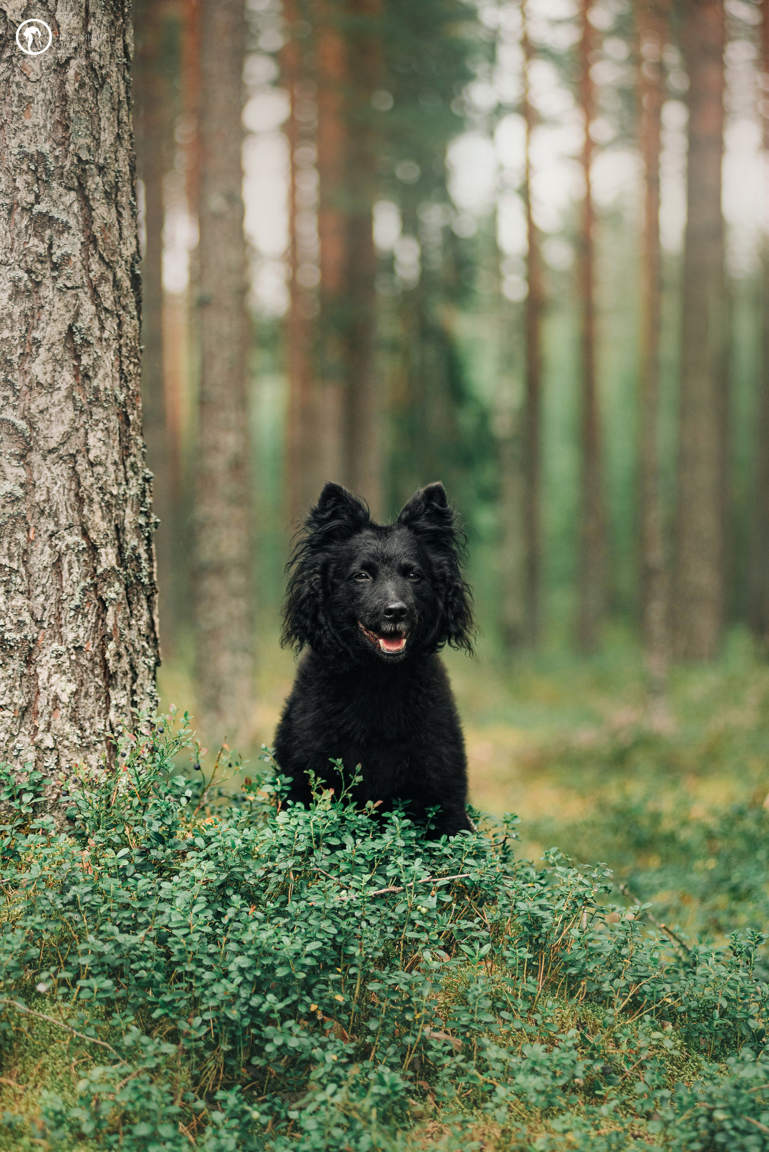 МУДИ — ВСТРЕЧА 2023. Фотограф — анималист Саратов/Москва|Плужникова Юлия