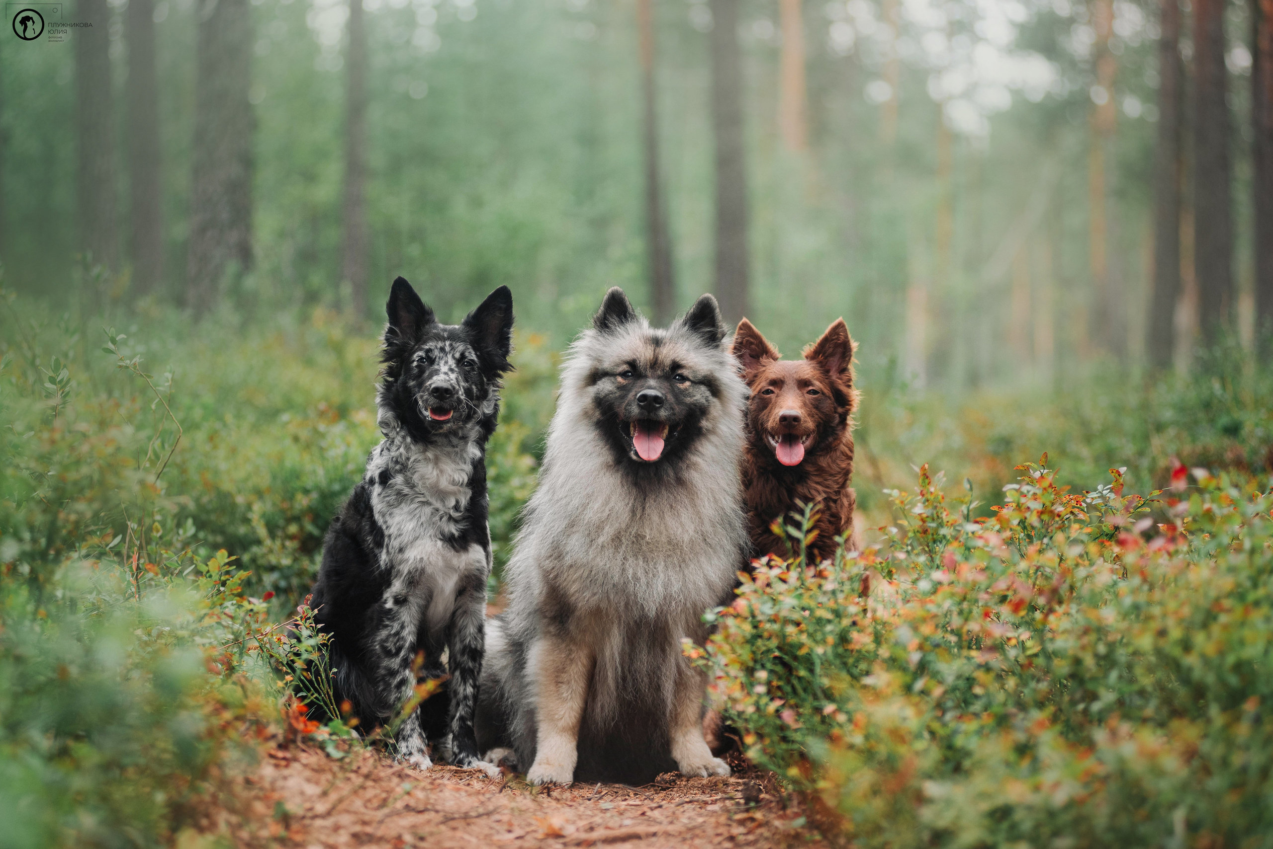 МУДИ — ВСТРЕЧА 2023. Фотограф — анималист Саратов/Москва|Плужникова Юлия