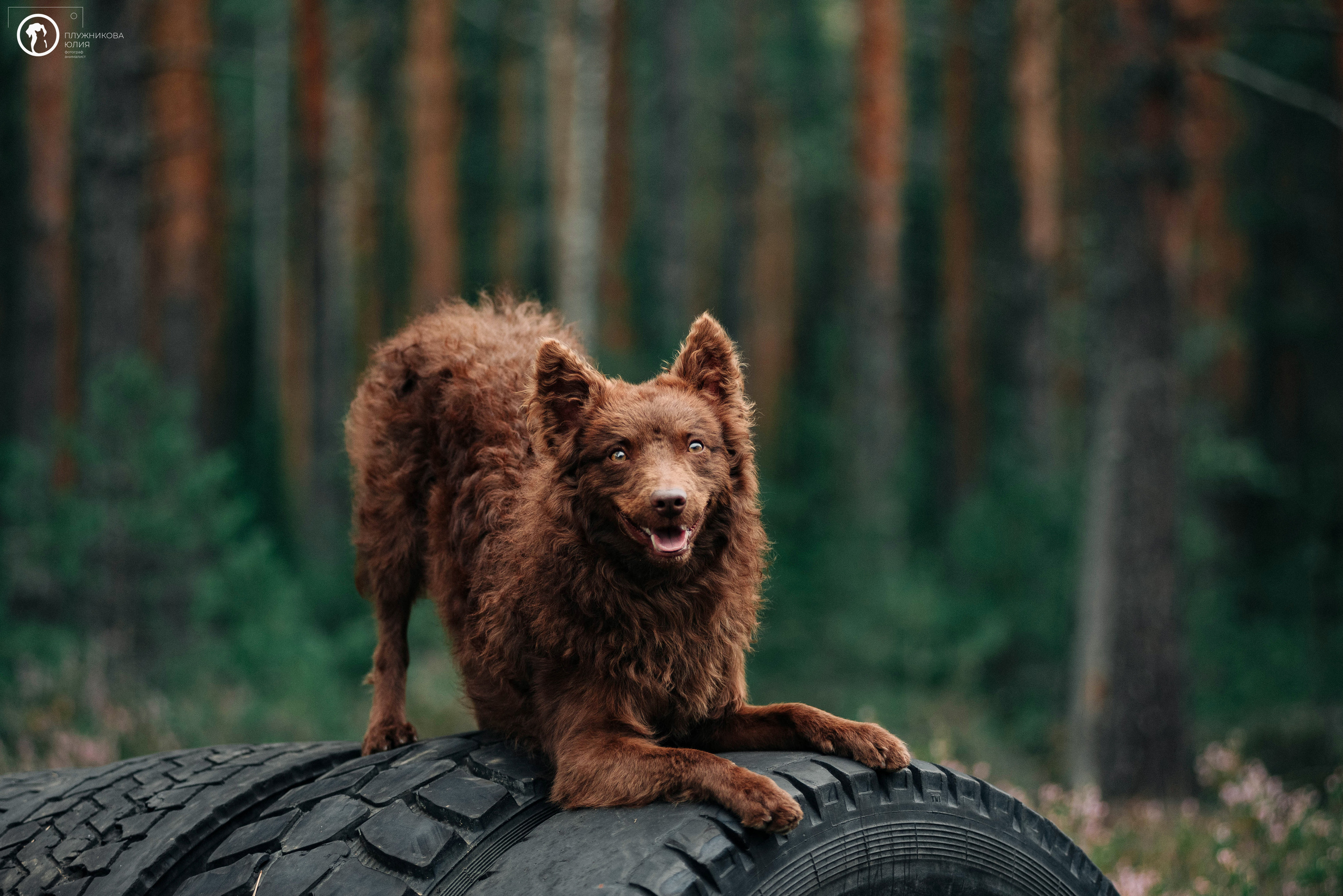 МУДИ — ВСТРЕЧА 2023. Фотограф — анималист Саратов/Москва|Плужникова Юлия