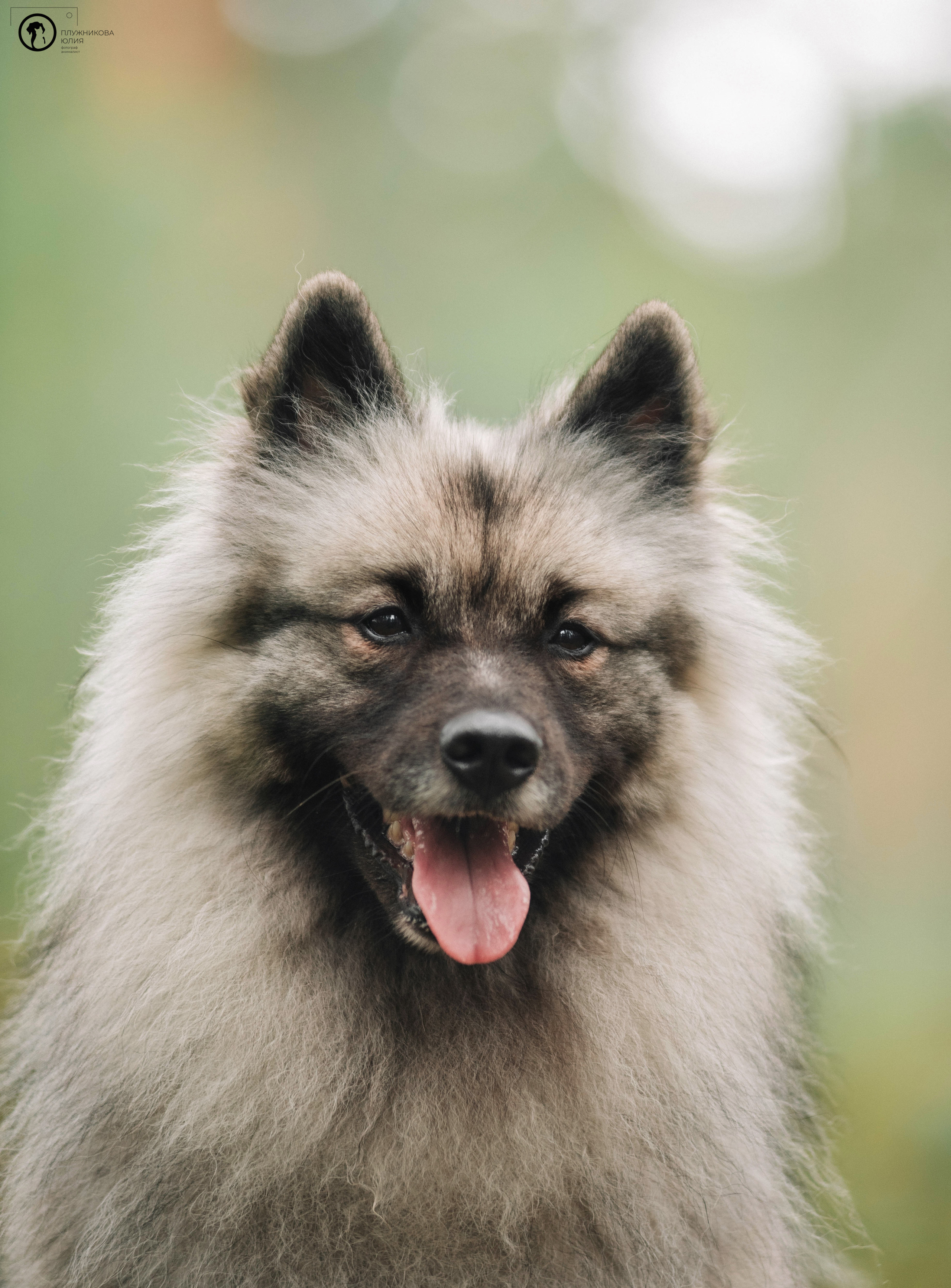 МУДИ — ВСТРЕЧА 2023. Фотограф — анималист Саратов/Москва|Плужникова Юлия