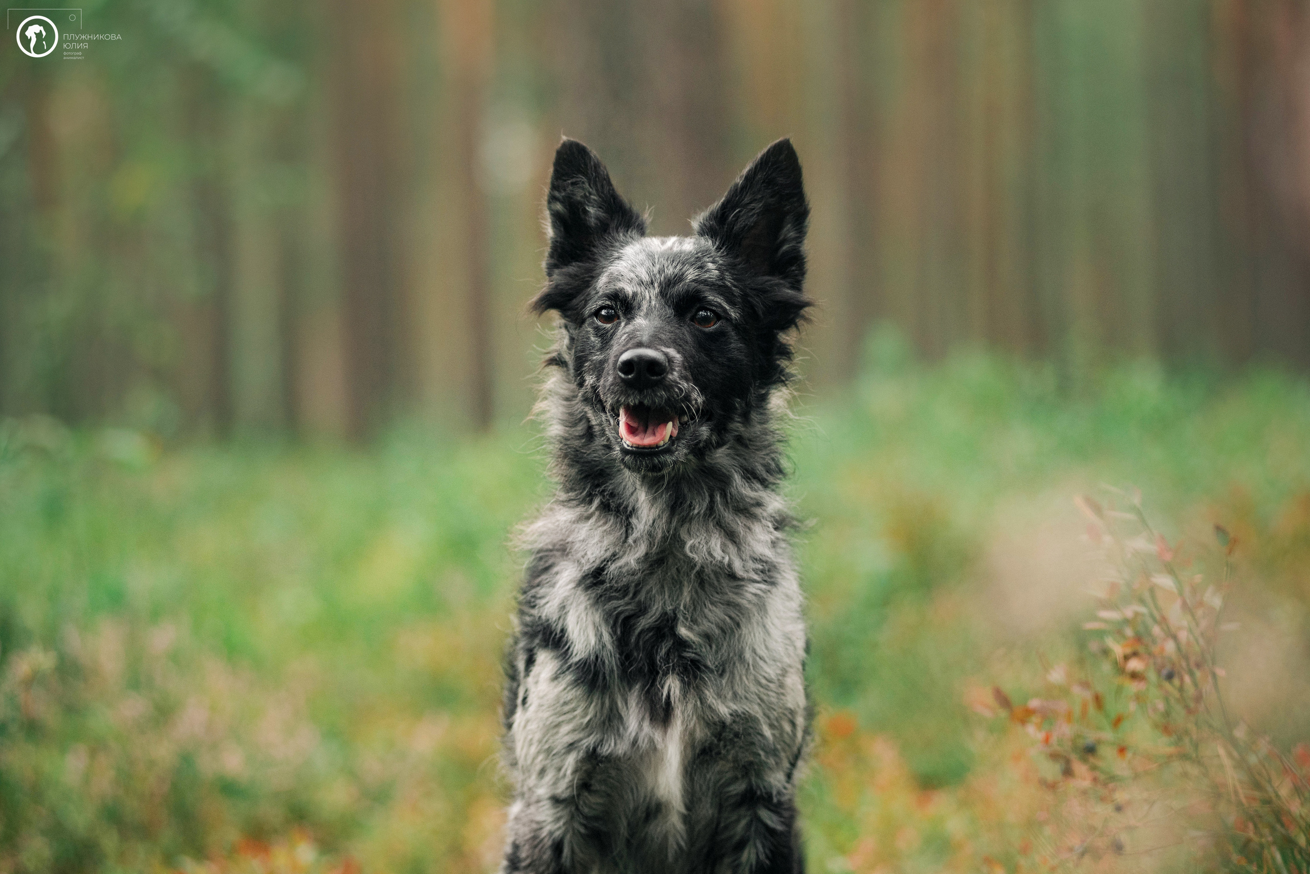 МУДИ — ВСТРЕЧА 2023. Фотограф — анималист Саратов/Москва|Плужникова Юлия