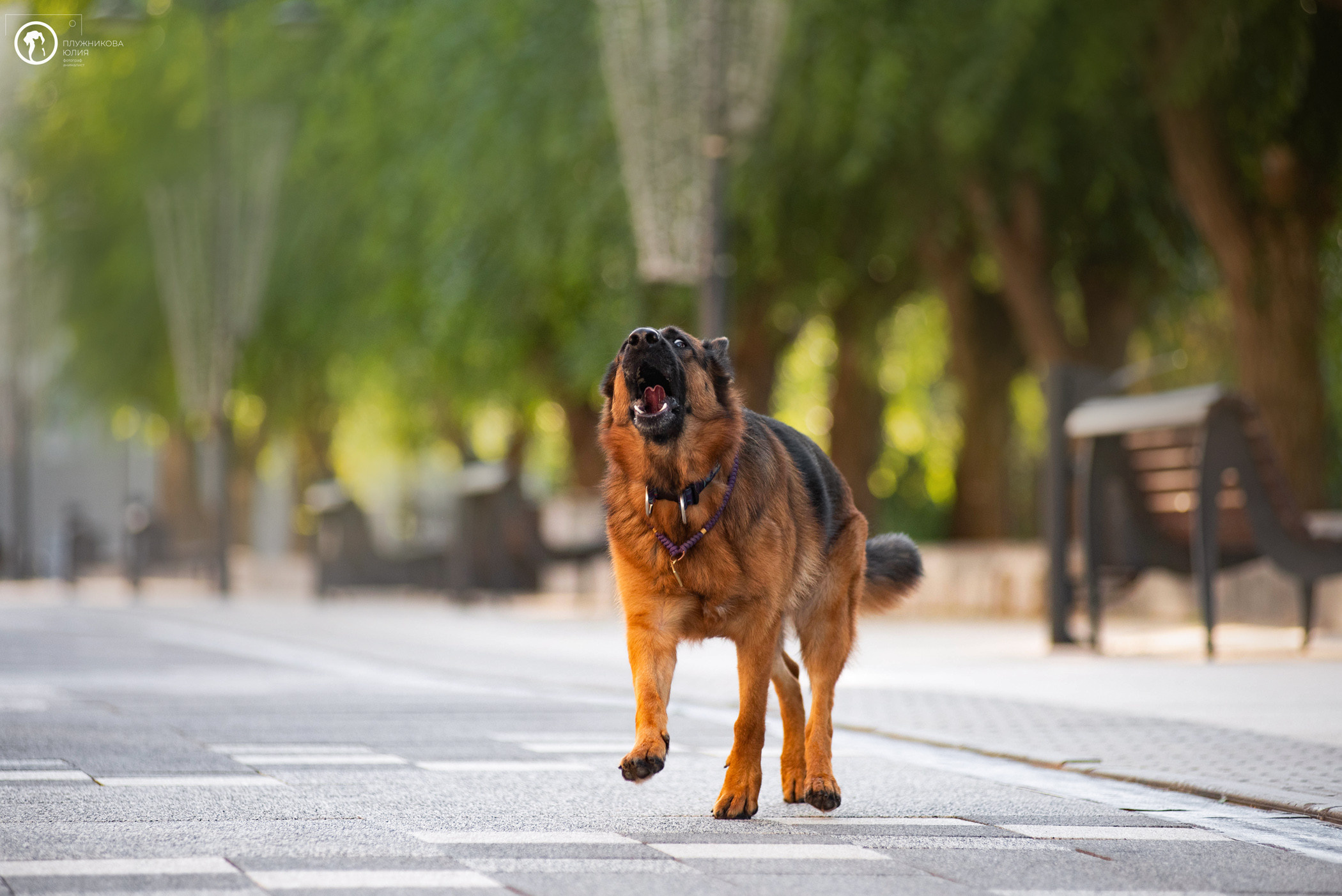 Лена и Ирма. Фотограф — анималист Саратов/Москва|Плужникова Юлия