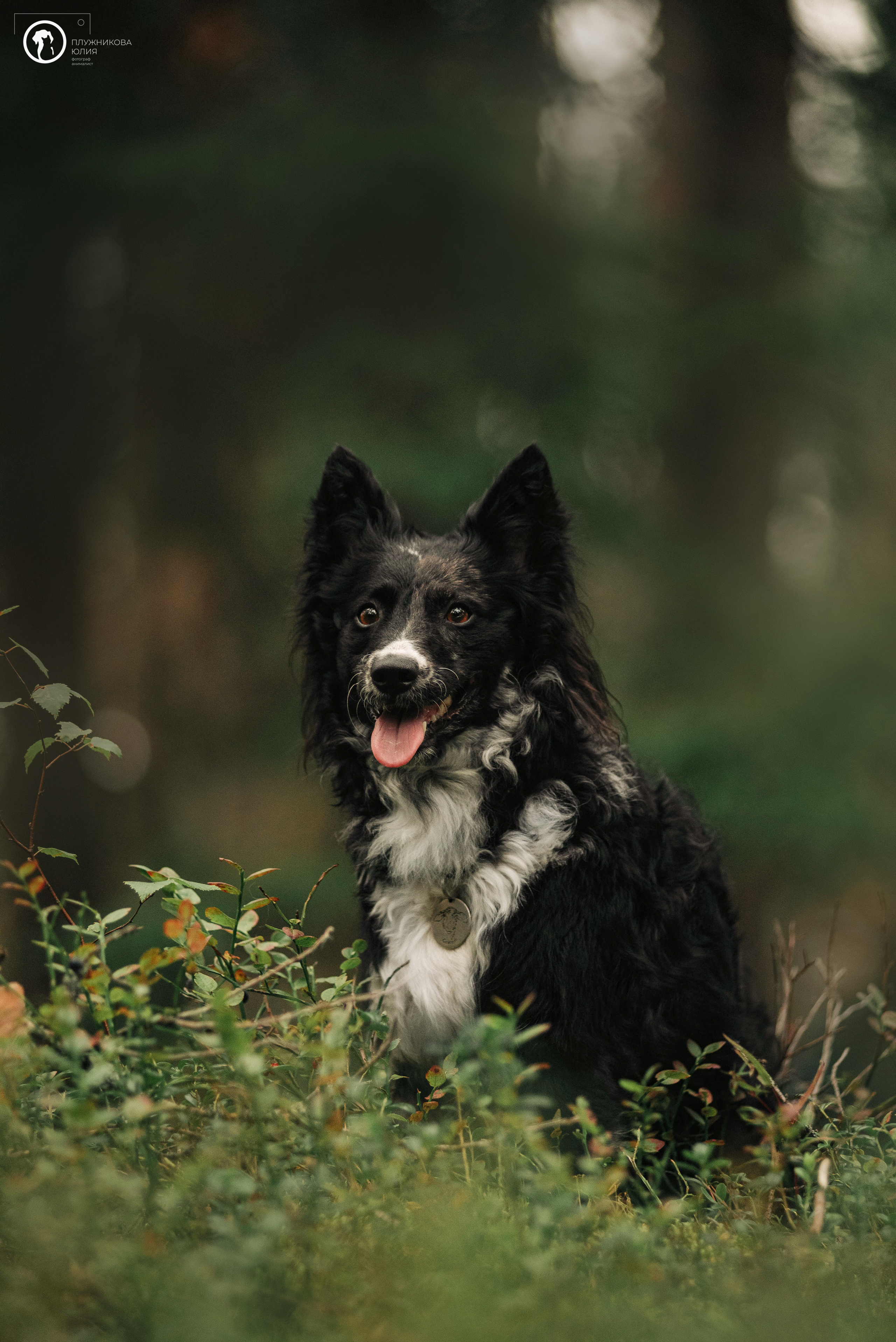 МУДИ — ВСТРЕЧА 2023. Фотограф — анималист Саратов/Москва|Плужникова Юлия