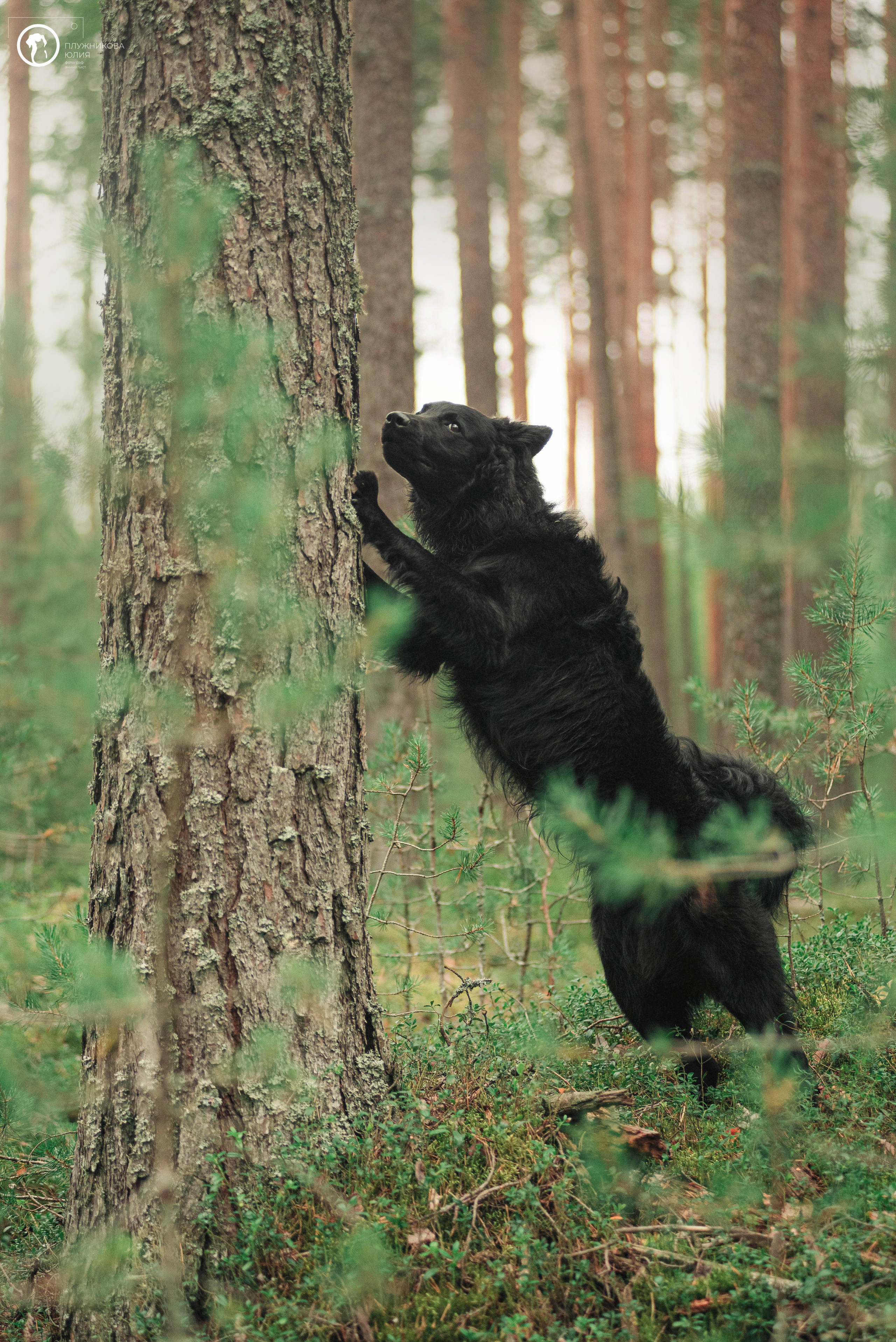 МУДИ — ВСТРЕЧА 2023. Фотограф — анималист Саратов/Москва|Плужникова Юлия