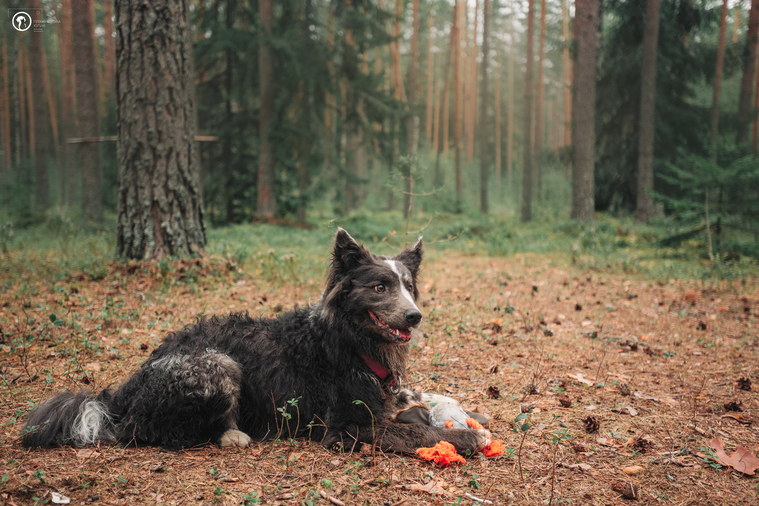МУДИ — ВСТРЕЧА 2023. Фотограф — анималист Саратов/Москва|Плужникова Юлия