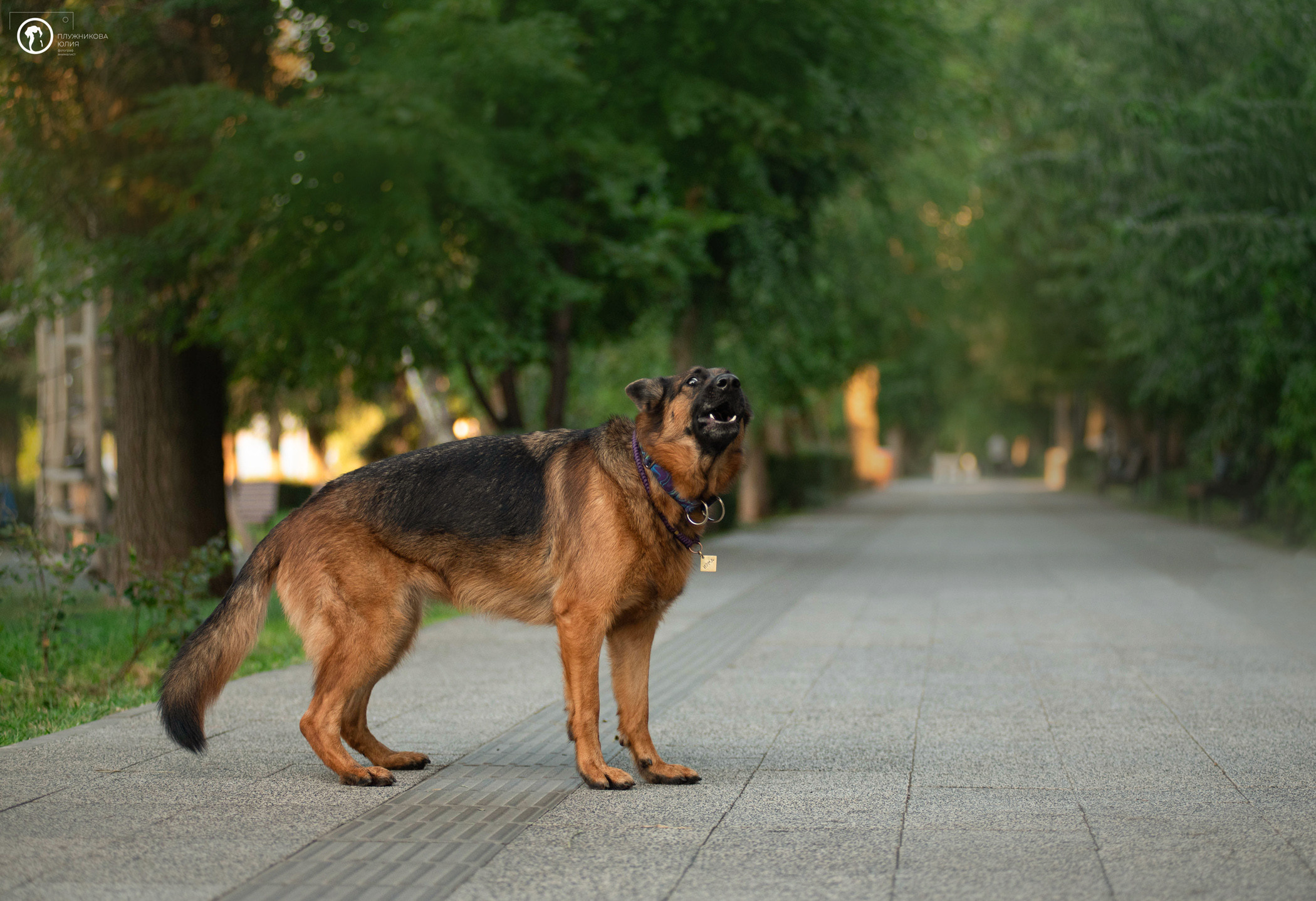 Лена и Ирма. Фотограф — анималист Саратов/Москва|Плужникова Юлия