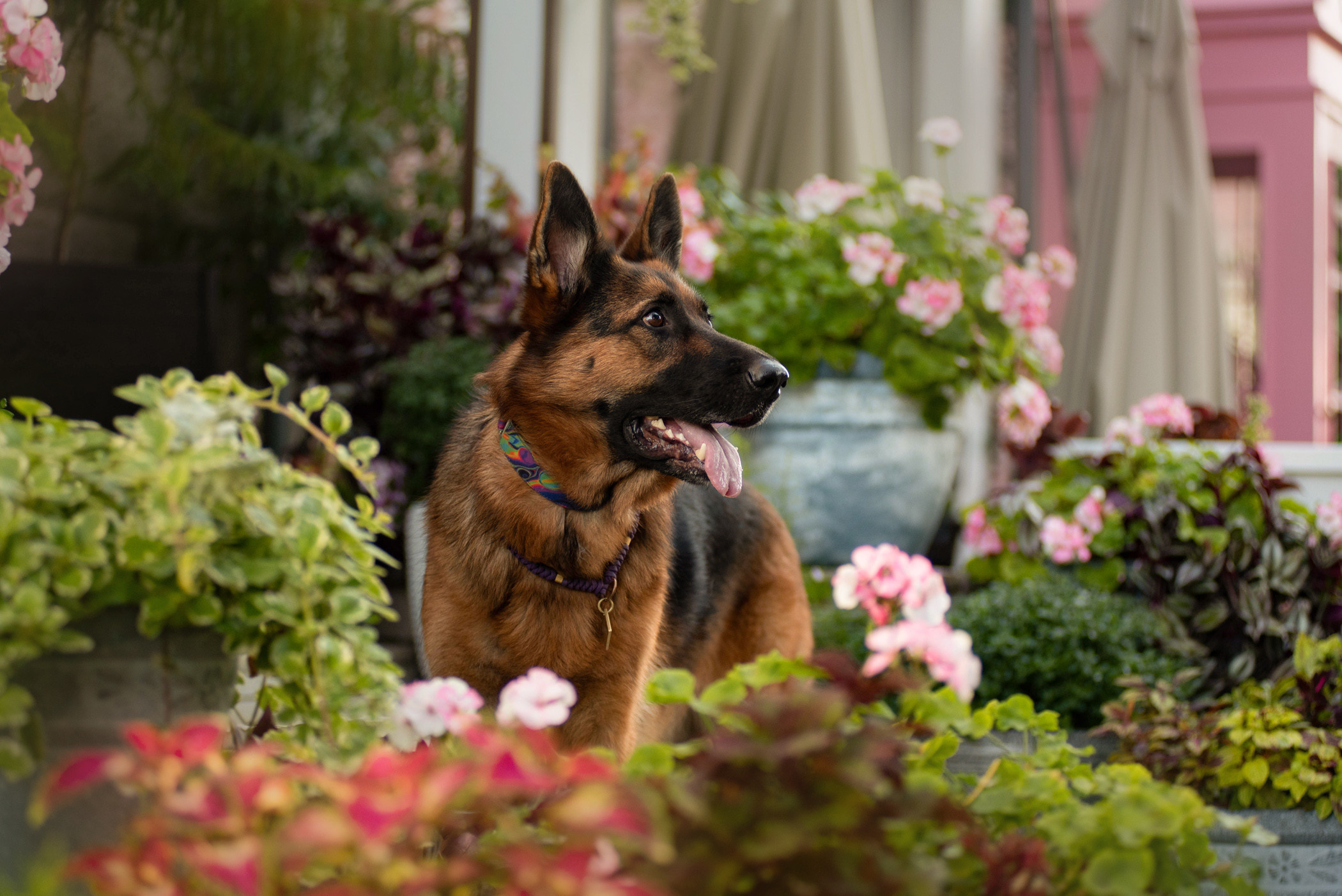 Лена и Ирма. Фотограф — анималист Саратов/Москва|Плужникова Юлия