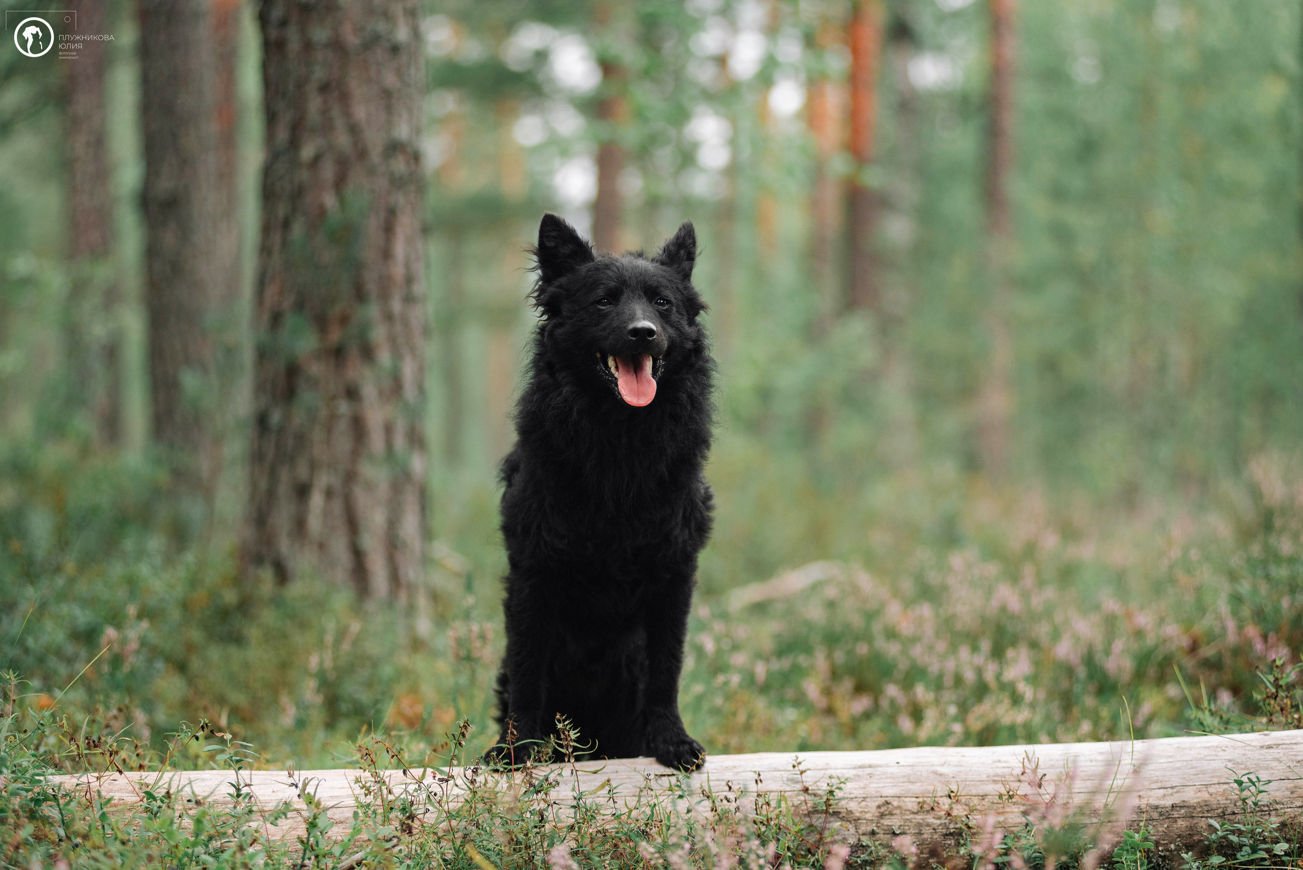 МУДИ — ВСТРЕЧА 2023. Фотограф — анималист Саратов/Москва|Плужникова Юлия