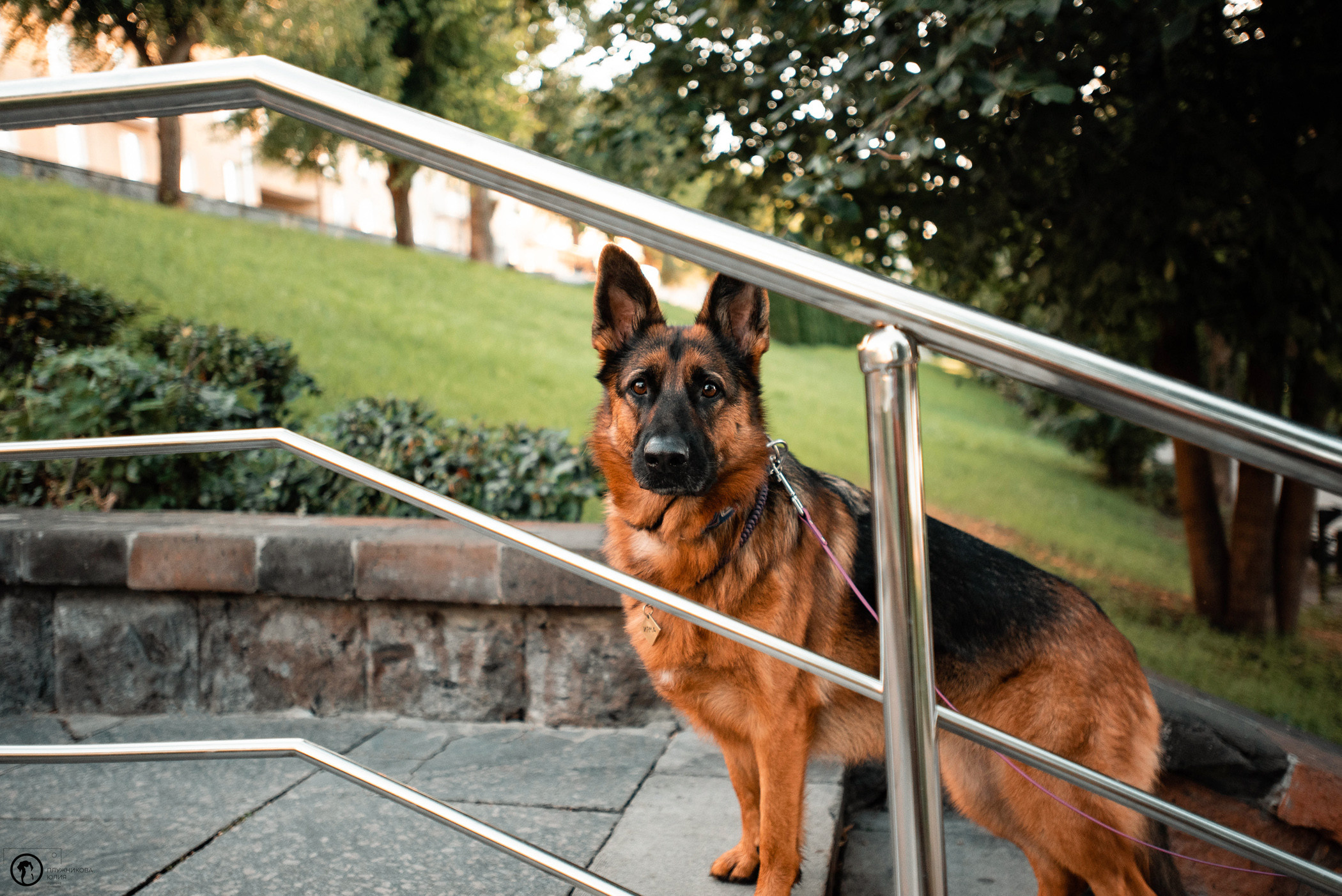 Лена и Ирма. Фотограф — анималист Саратов/Москва|Плужникова Юлия